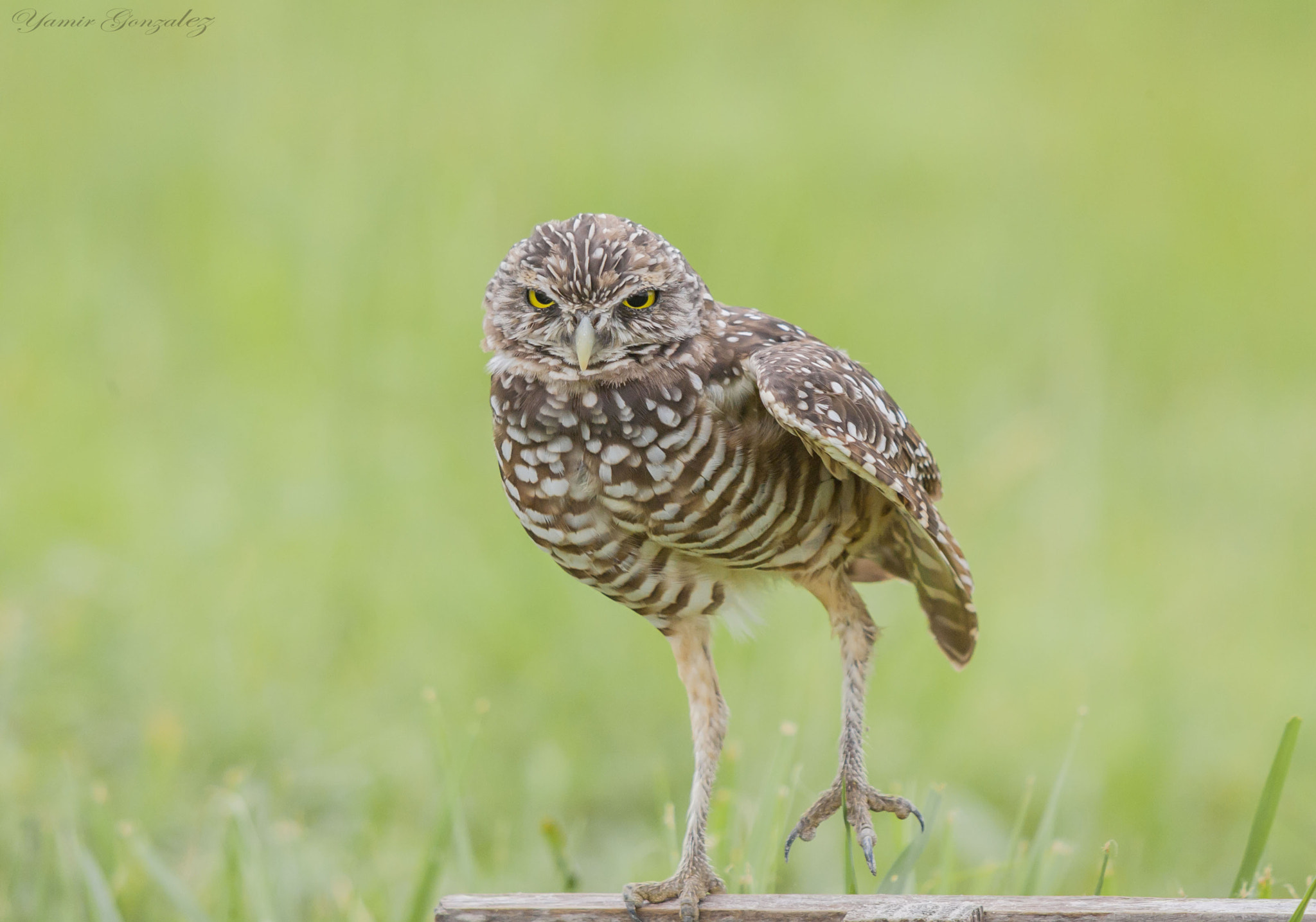 Canon EOS-1D Mark II sample photo. Burrowing owl stretching photography