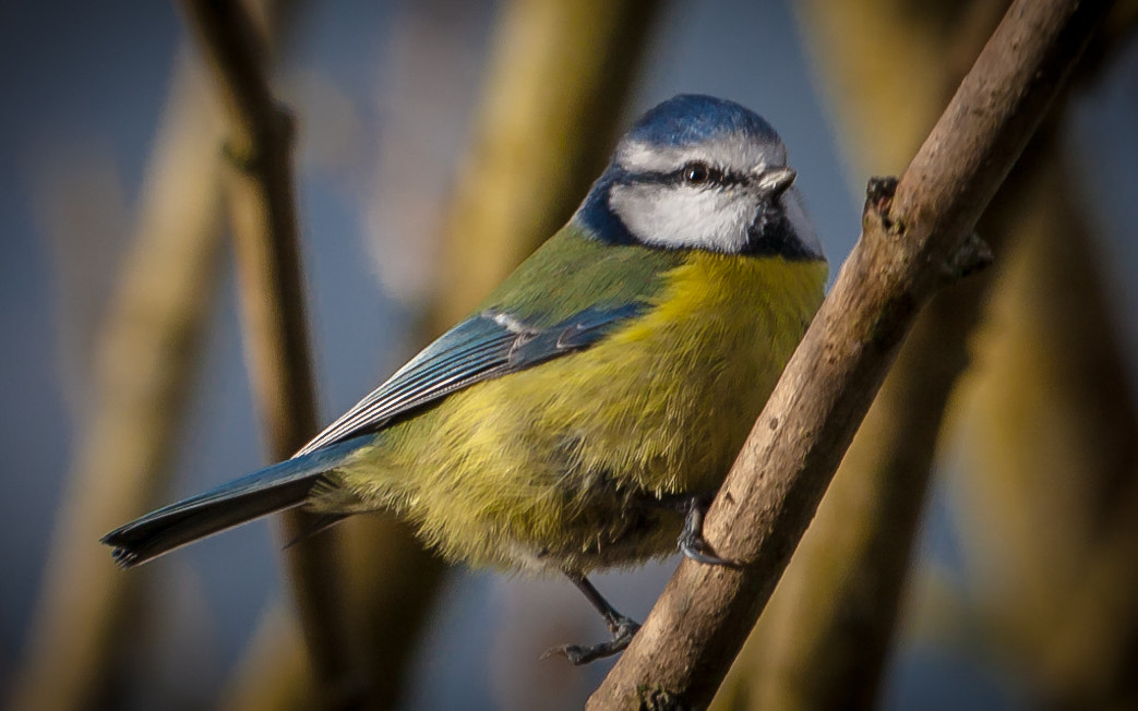 Canon EOS 5D + Canon EF 100-400mm F4.5-5.6L IS USM sample photo. Blue tit photography