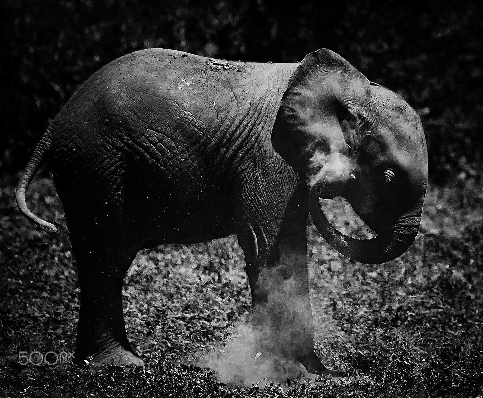 Canon EOS 5D + Canon EF 100-400mm F4.5-5.6L IS USM sample photo. Baby african elephant taking a sand bath photography
