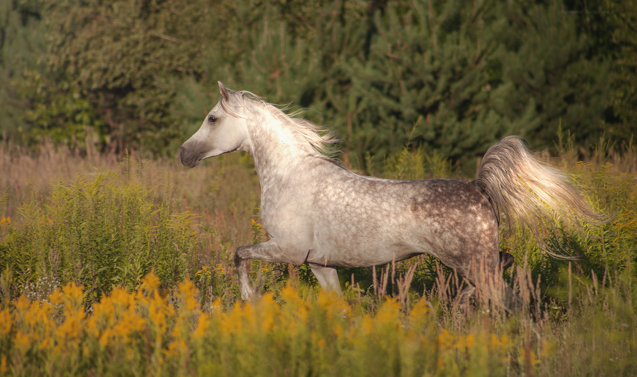 Canon EF 75-300mm f/4-5.6 USM sample photo. Echo angus photography