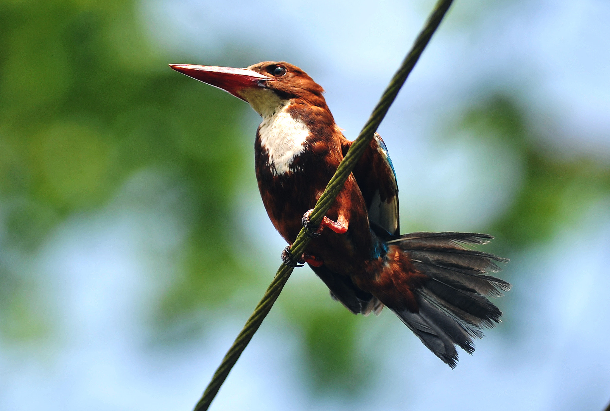 Nikon AF-S Nikkor 300mm F2.8G ED VR II sample photo. Kingfisher photography