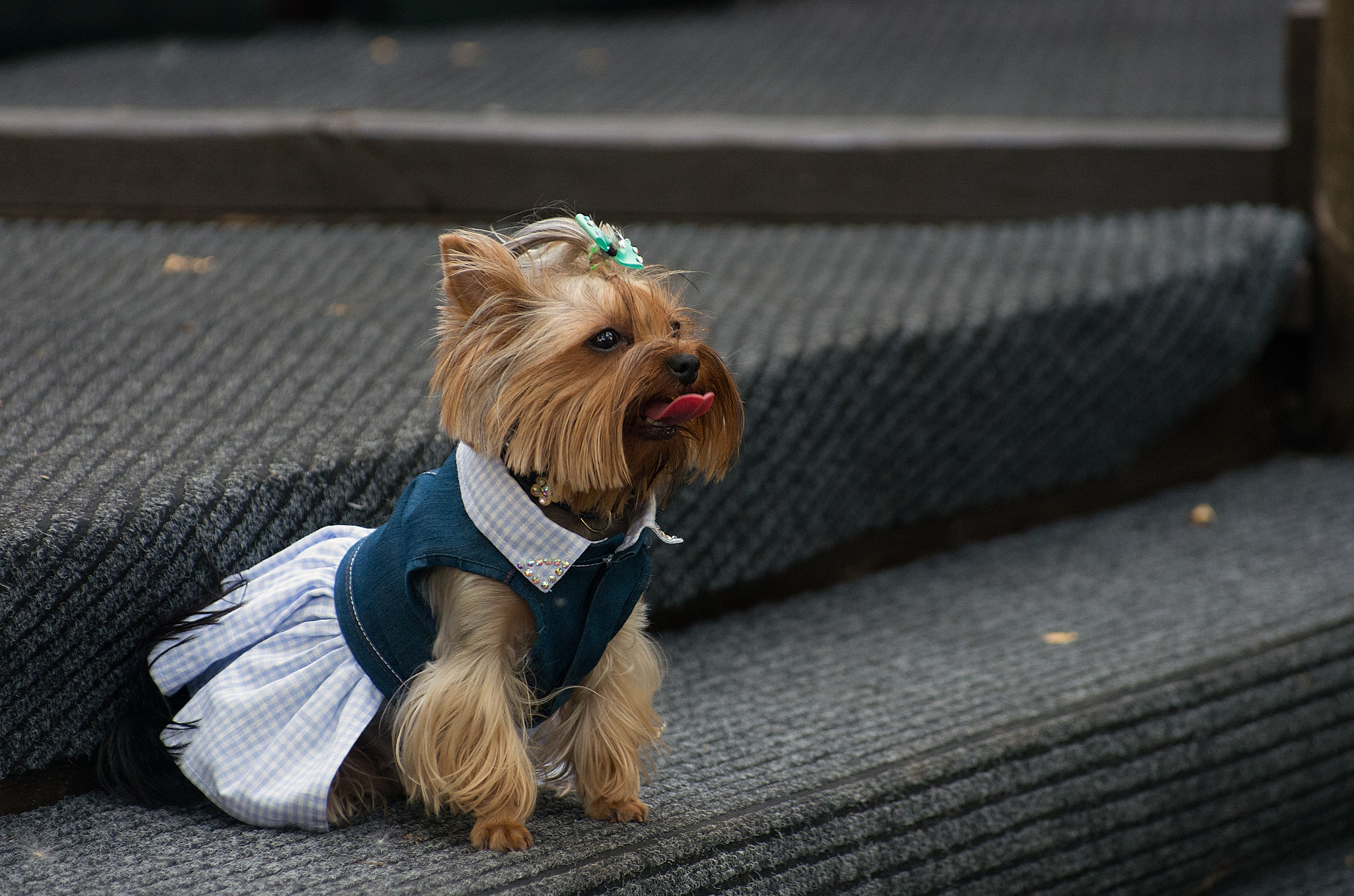Pentax K-5 IIs sample photo. Fashion dogs photography
