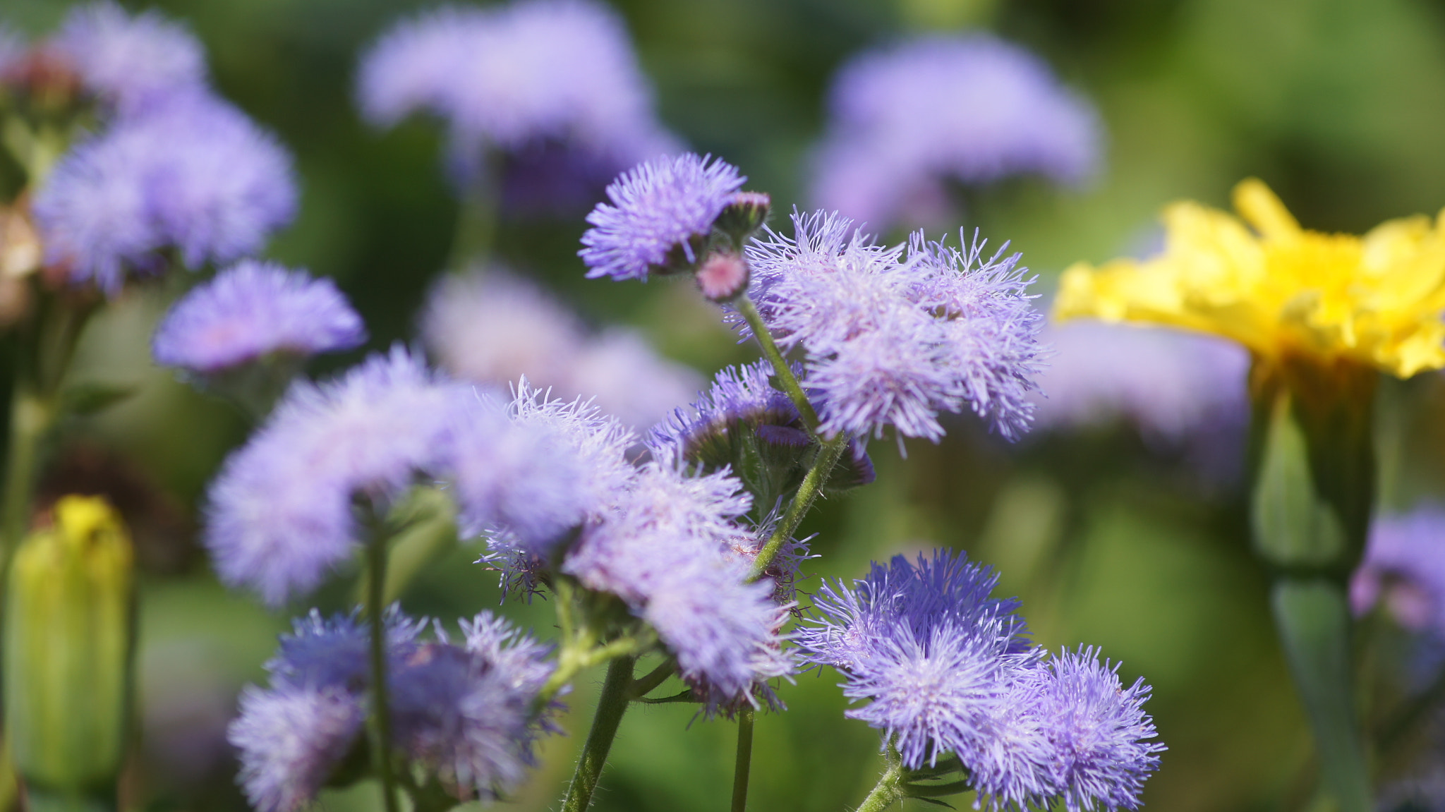 Sony DT 55-200mm F4-5.6 SAM sample photo. Flowers агератум. photography