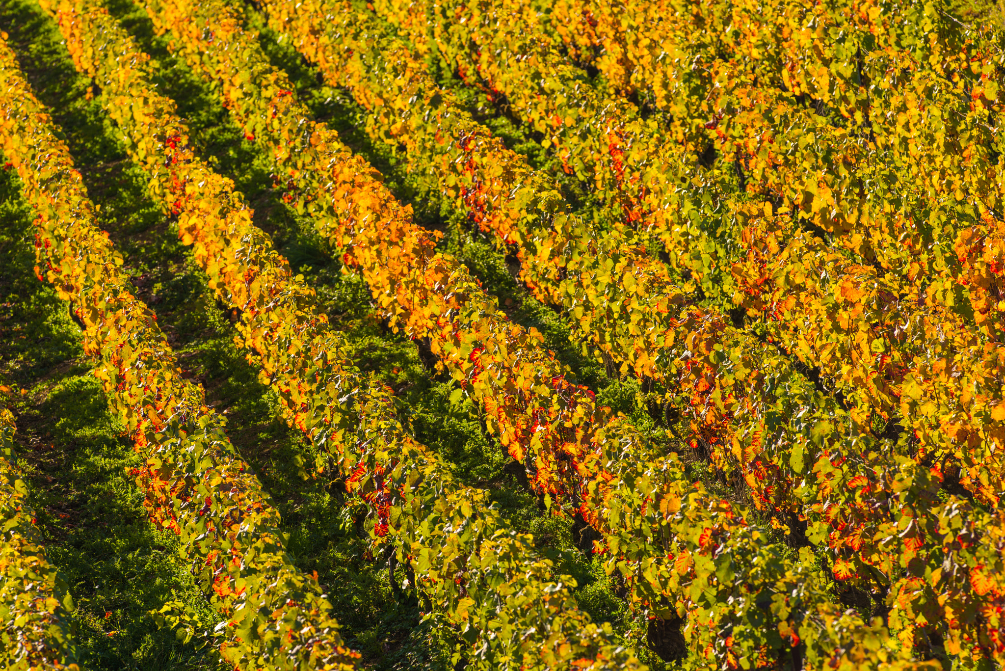 Nikon D800E + Nikon AF-S Nikkor 300mm F2.8G ED VR II sample photo. Champagne vineyards cuis in marne department, france photography