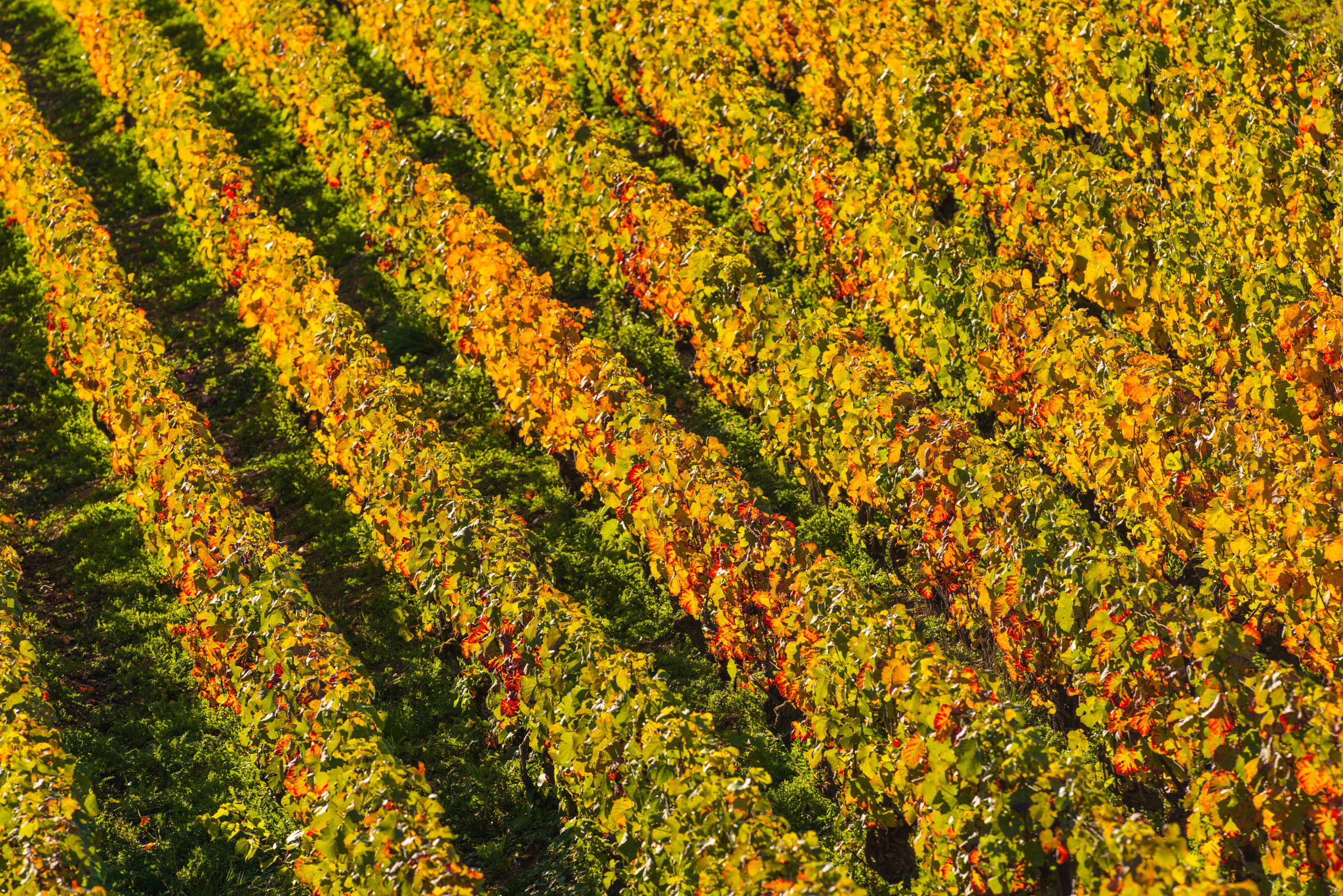 Nikon AF-S Nikkor 300mm F2.8G ED VR II sample photo. Champagne vineyards cuis in marne department, france photography