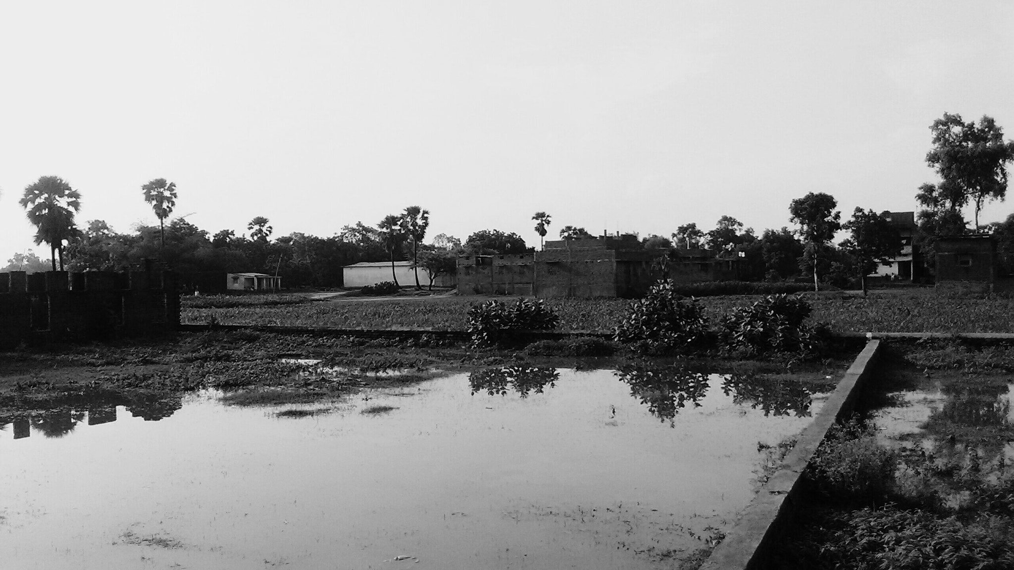 Motorola MotoE2 sample photo. Wetland  photography