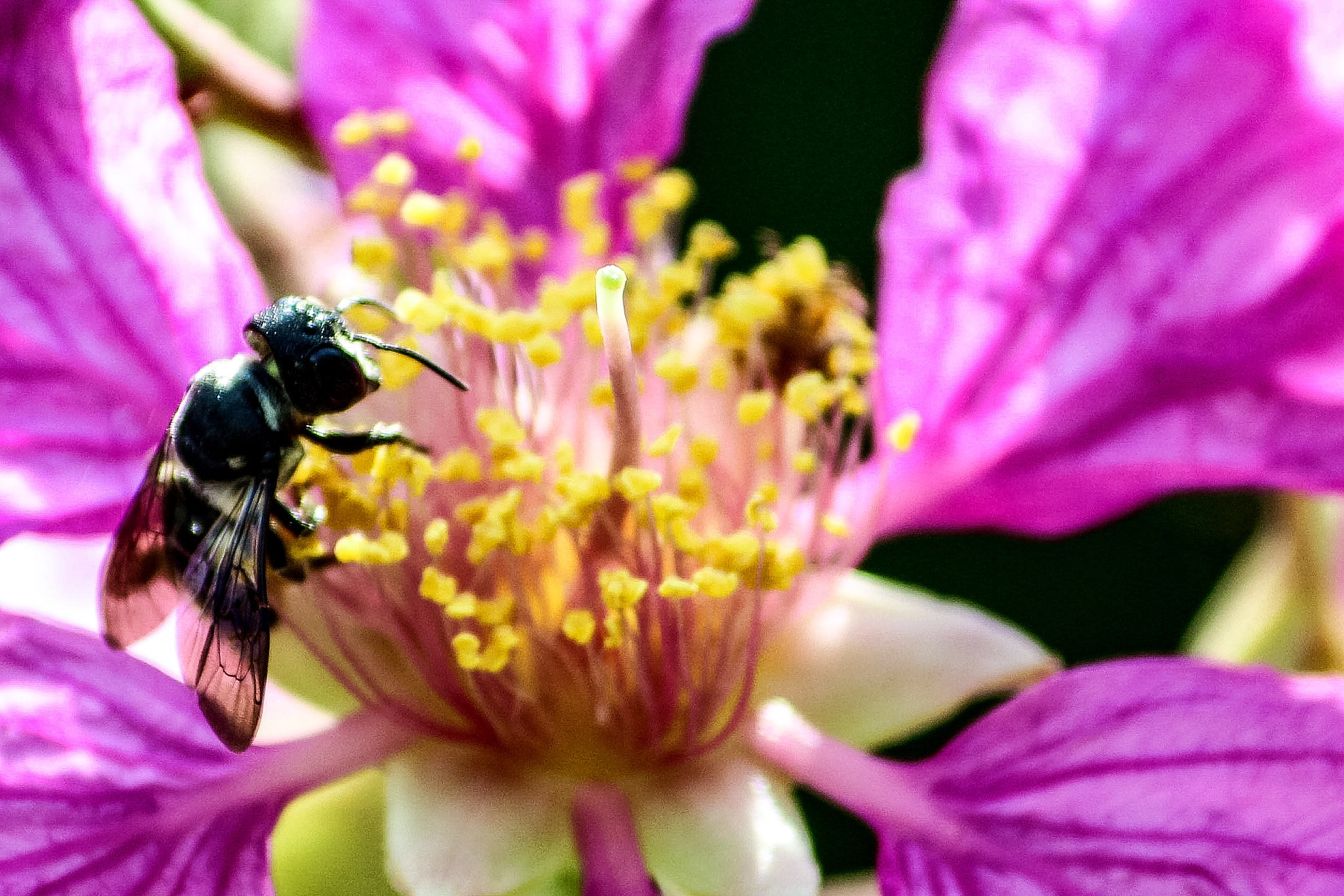 Canon EF-S 55-250mm F4-5.6 IS II sample photo. Naturally loving ! photography