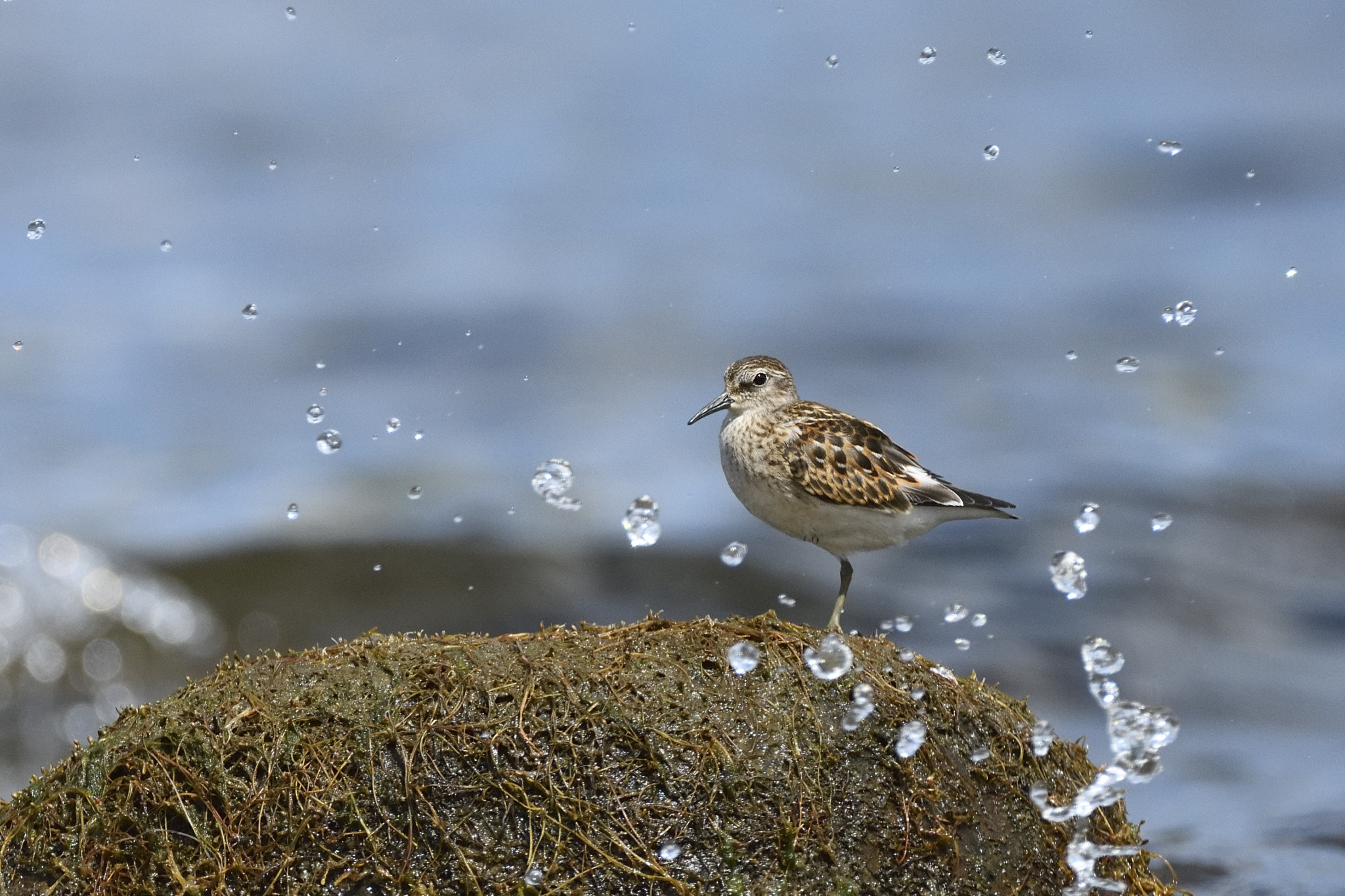 Nikon AF-S Nikkor 200-400mm F4G ED-IF VR sample photo. Sandpiper photography
