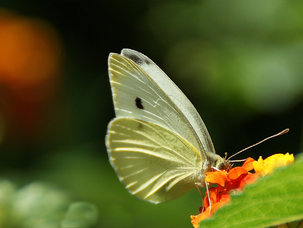 Sony Alpha DSLR-A290 sample photo. Ƹ̵̡Ӝ̵̨̄Ʒ photography