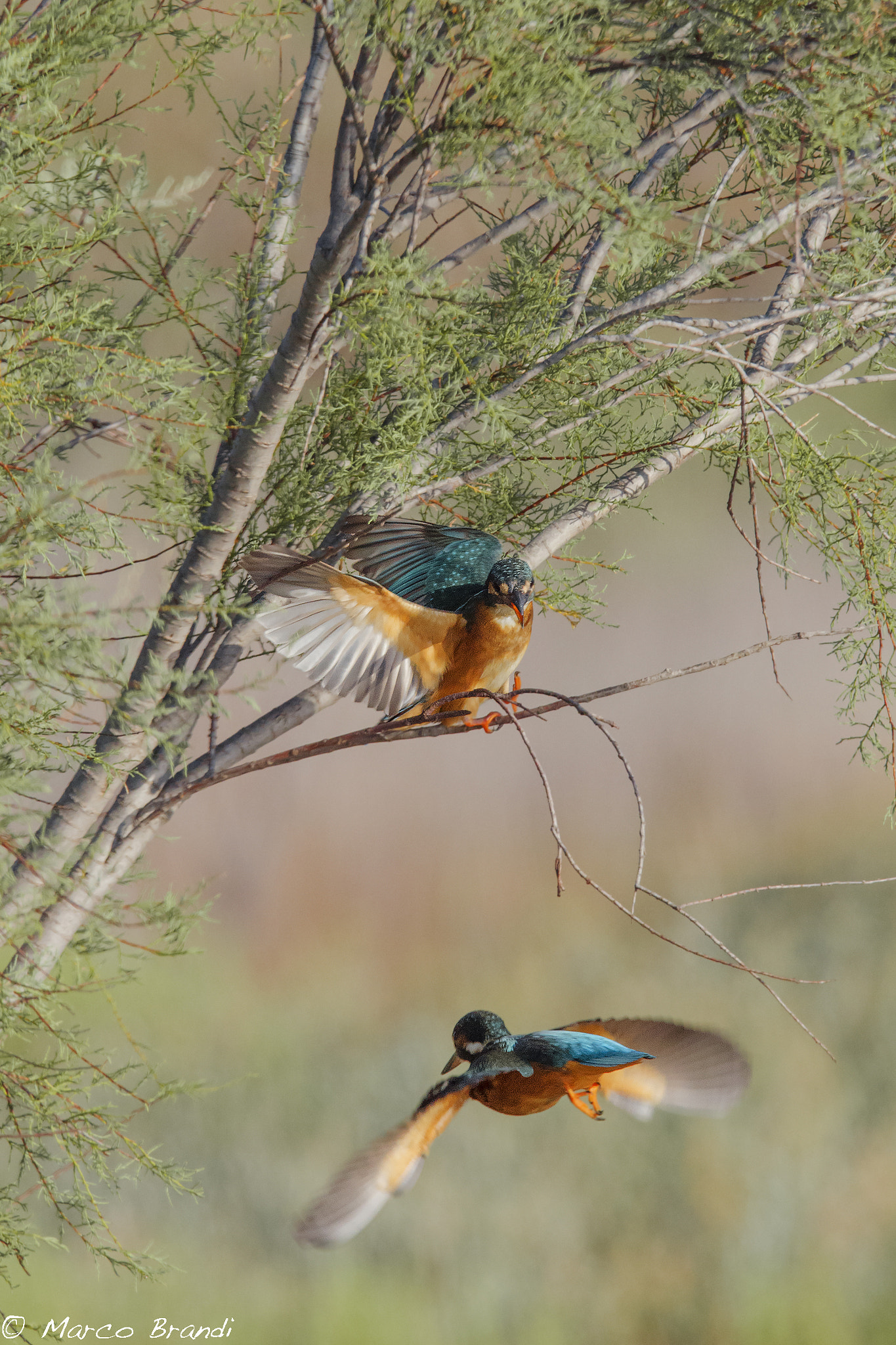 Sigma 150-600mm F5-6.3 DG OS HSM | S sample photo. Martin pescatore - kingfishers photography