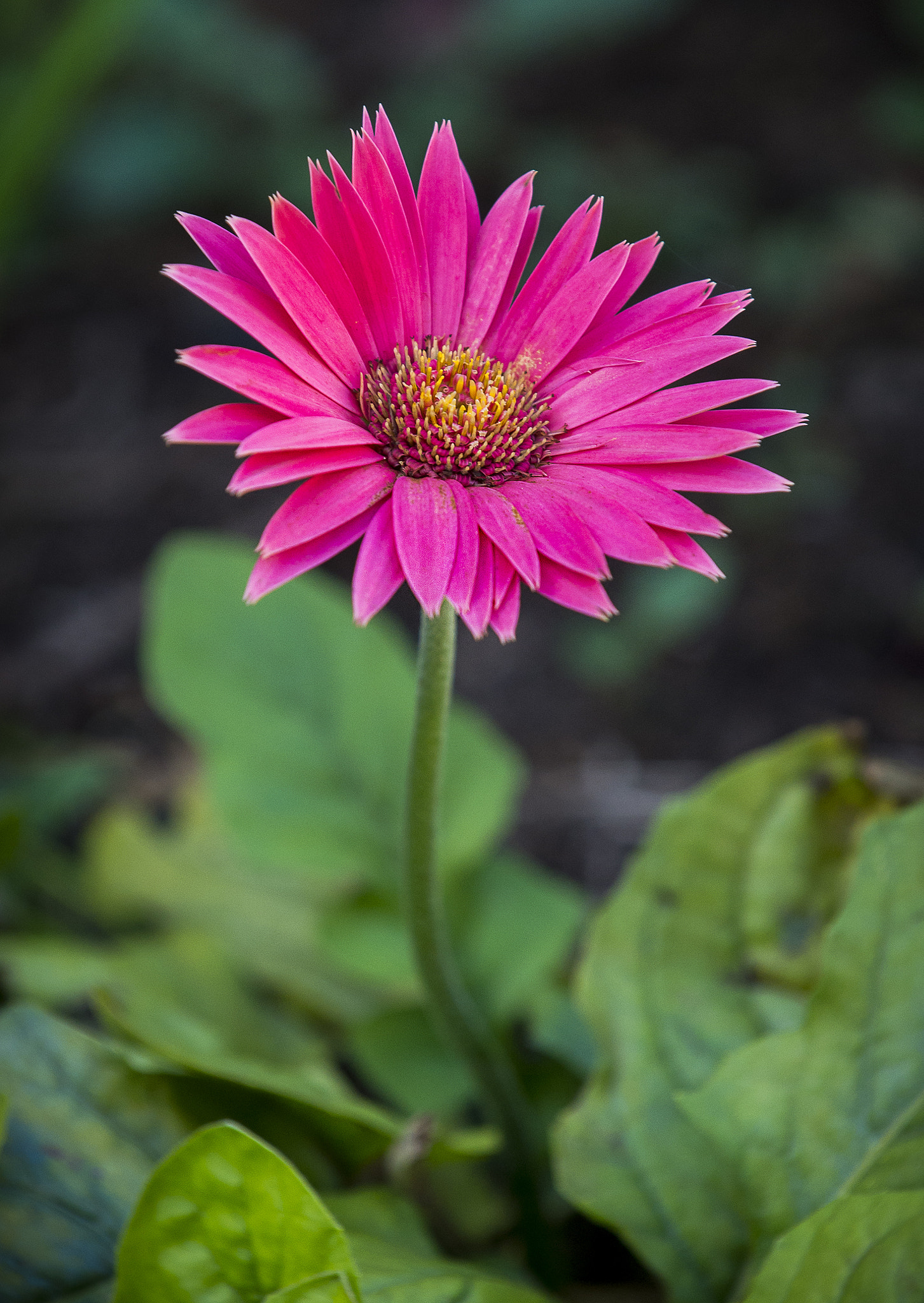 Nikon D4 sample photo. "daisy" photography