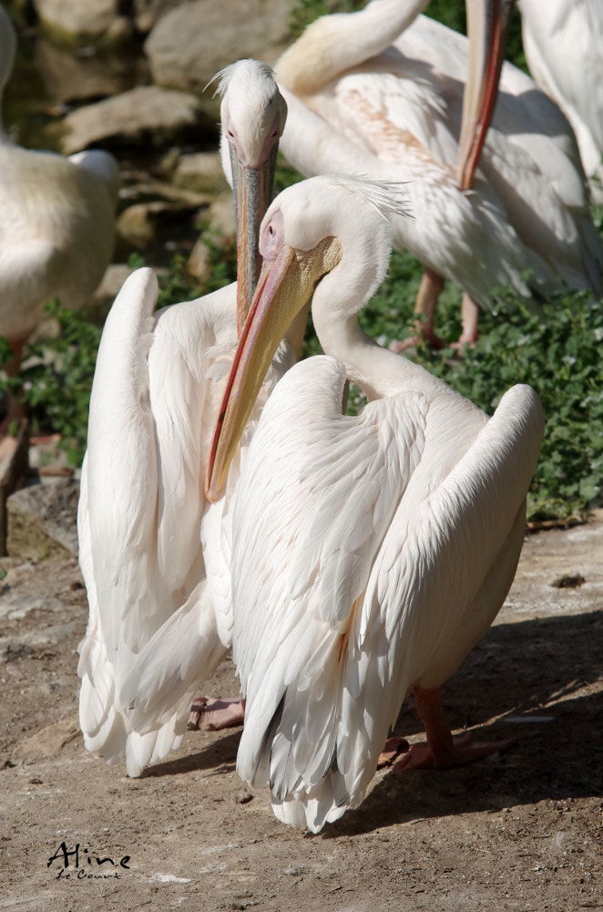 Sigma Lens (8 255) sample photo. Pélicans blancs (pelecanus onocrotalus) photography
