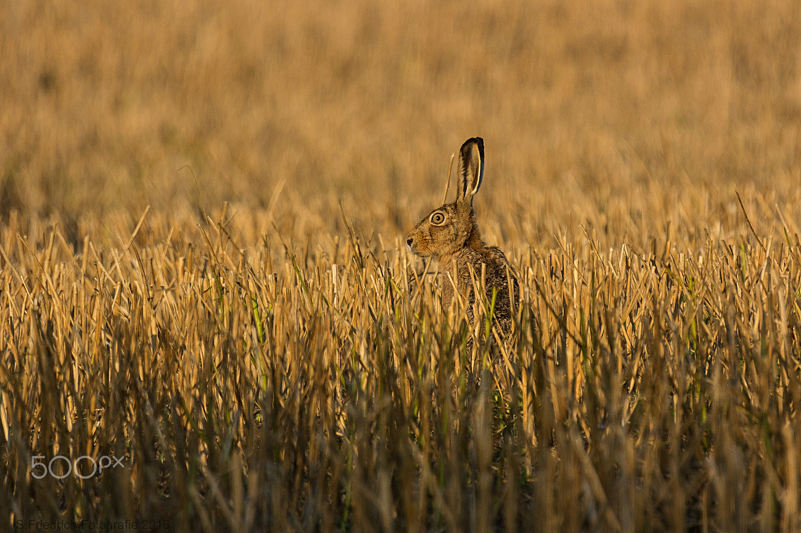 Sigma 50-500mm f/4-6.3 APO HSM EX sample photo. At morning photography