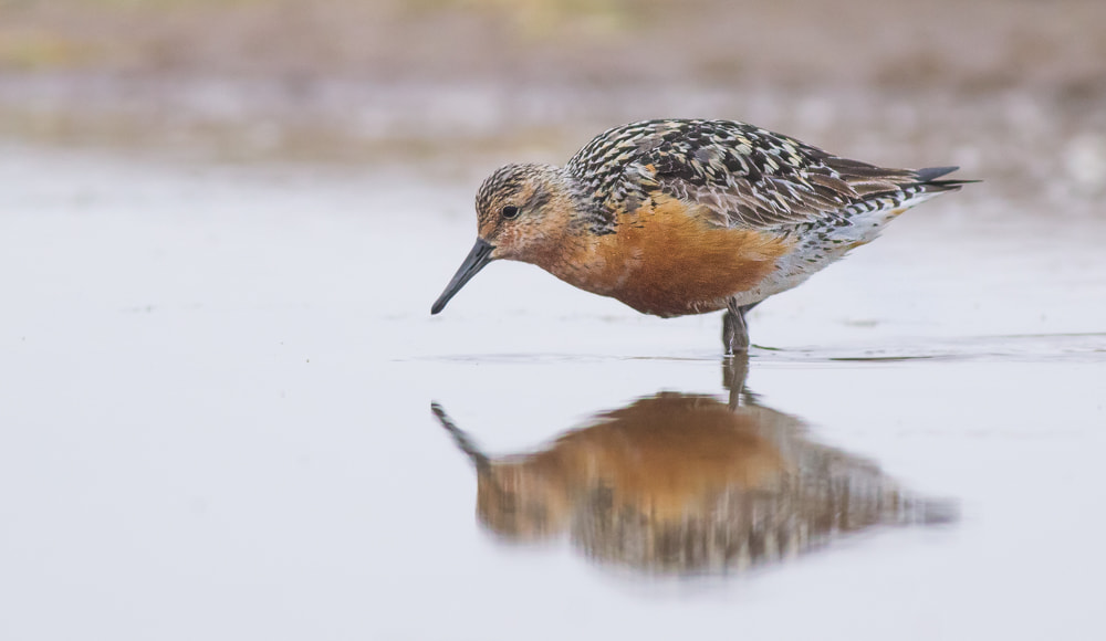 Canon EOS-1D Mark IV + Canon EF 400mm F5.6L USM sample photo. Red knot photography
