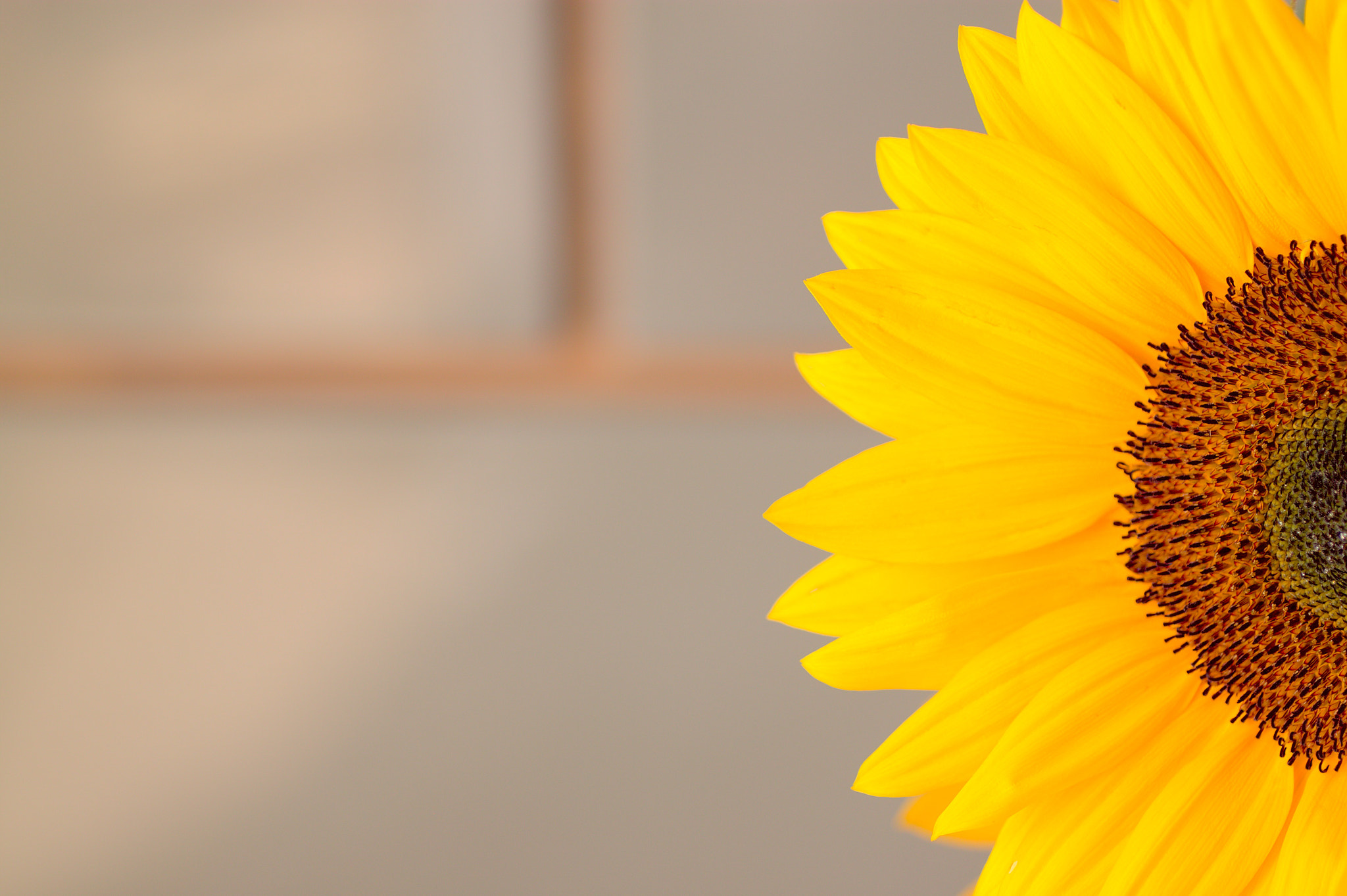 Canon EOS 500D (EOS Rebel T1i / EOS Kiss X3) + Tamron SP AF 90mm F2.8 Di Macro sample photo. Sunflower photography