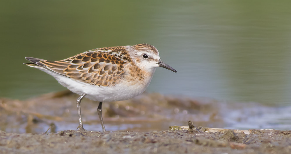 Canon EOS-1D Mark IV sample photo. Little stint photography