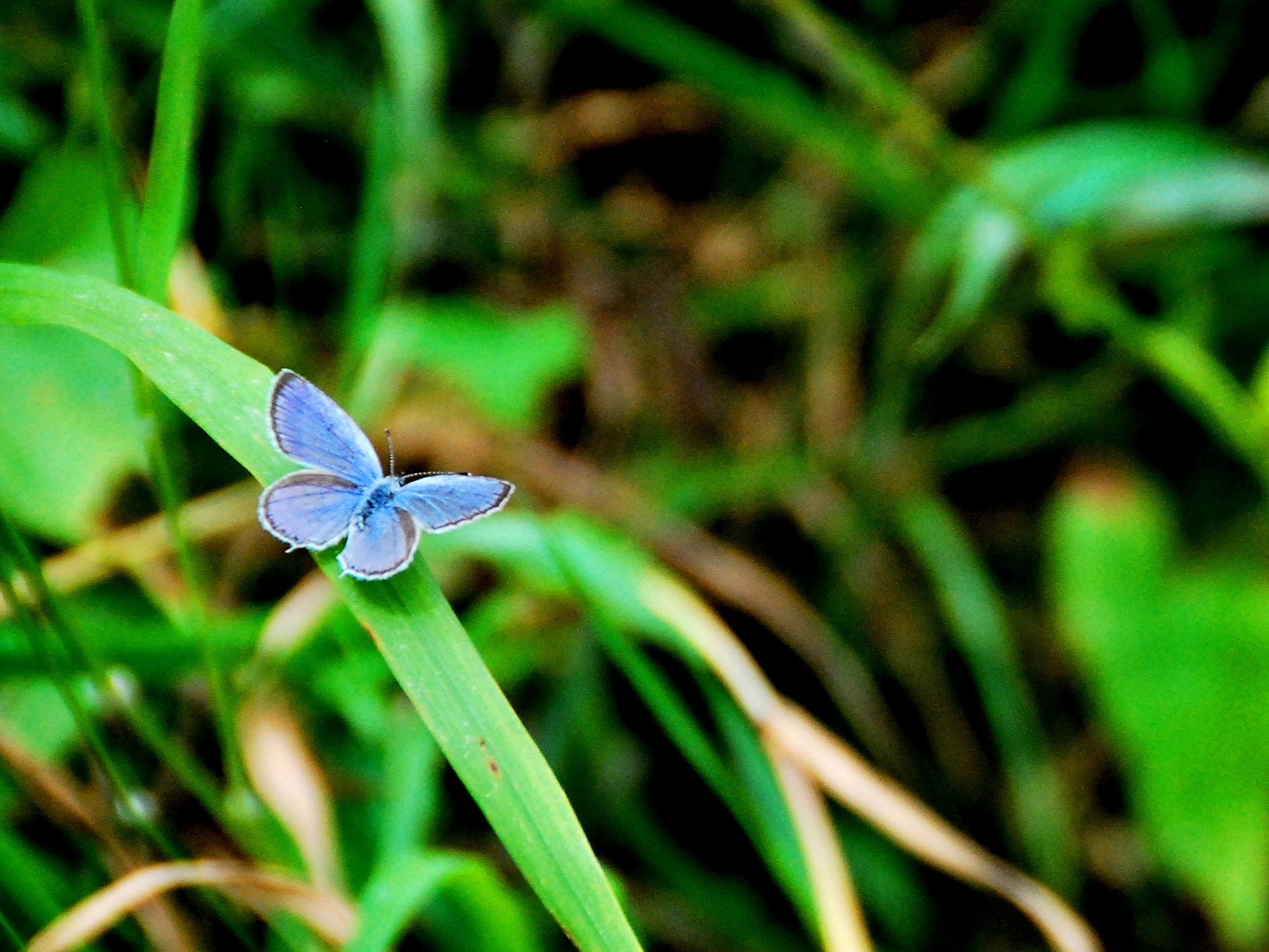 Nikon D60 sample photo. Blue butterfly photography