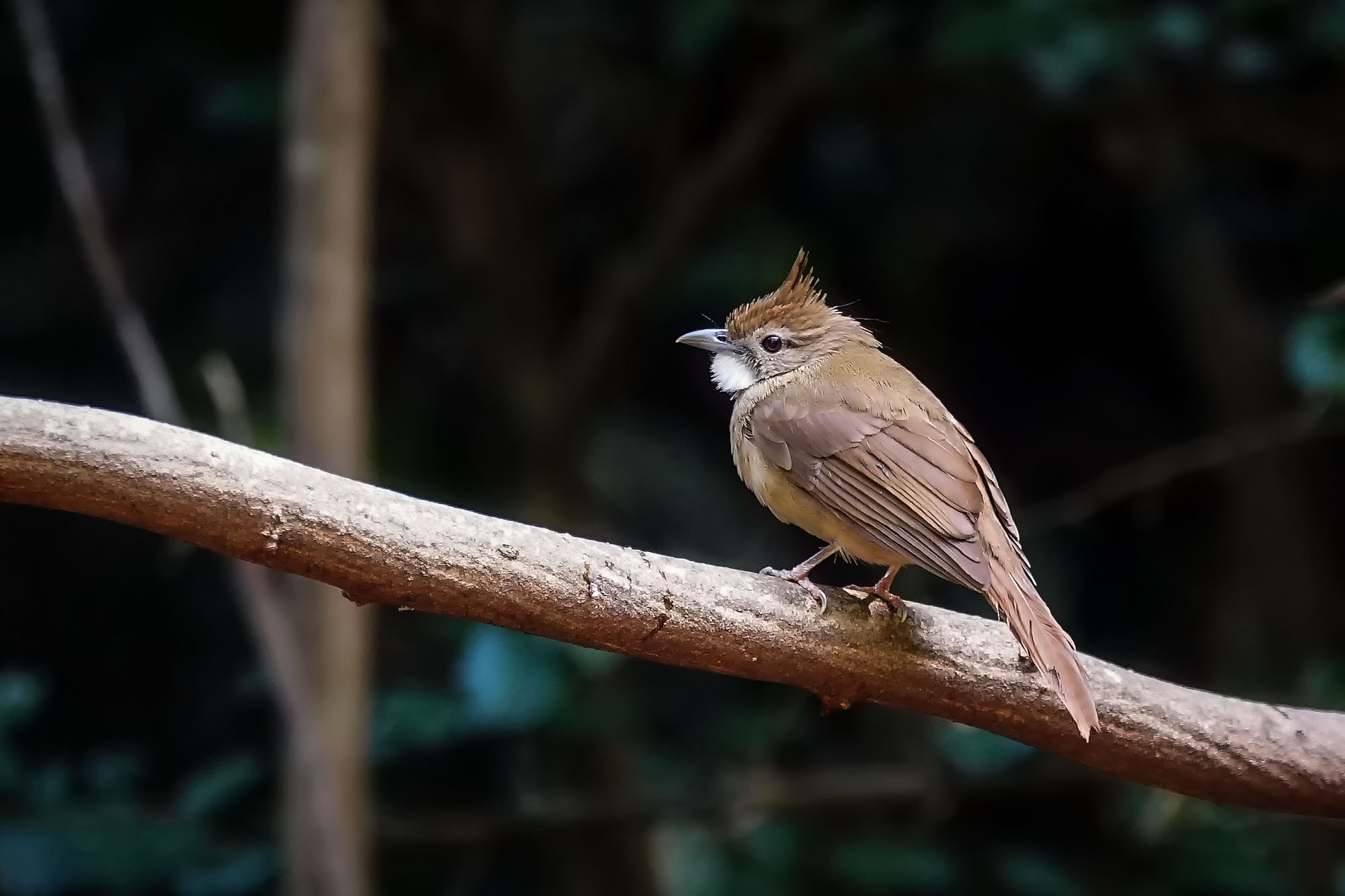 Sony 70-300mm F4.5-5.6 G SSM sample photo. Ochraceous bulbul photography