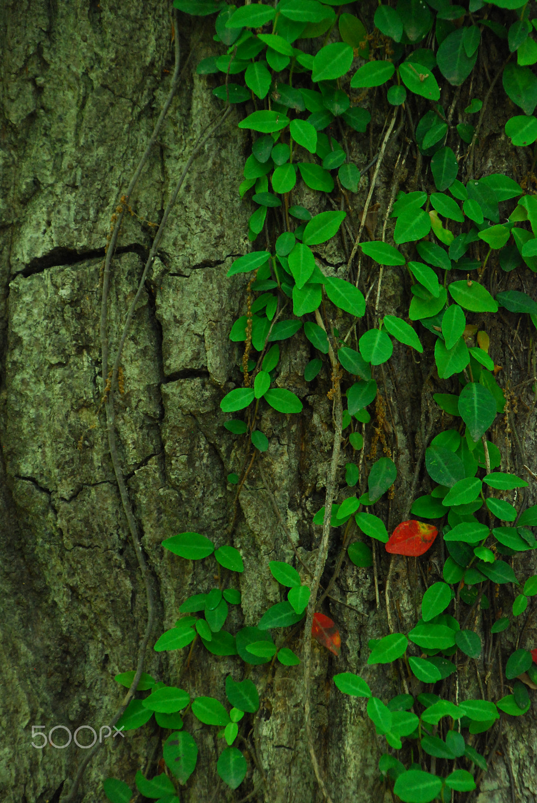 Nikon D80 sample photo. Little red leaf photography