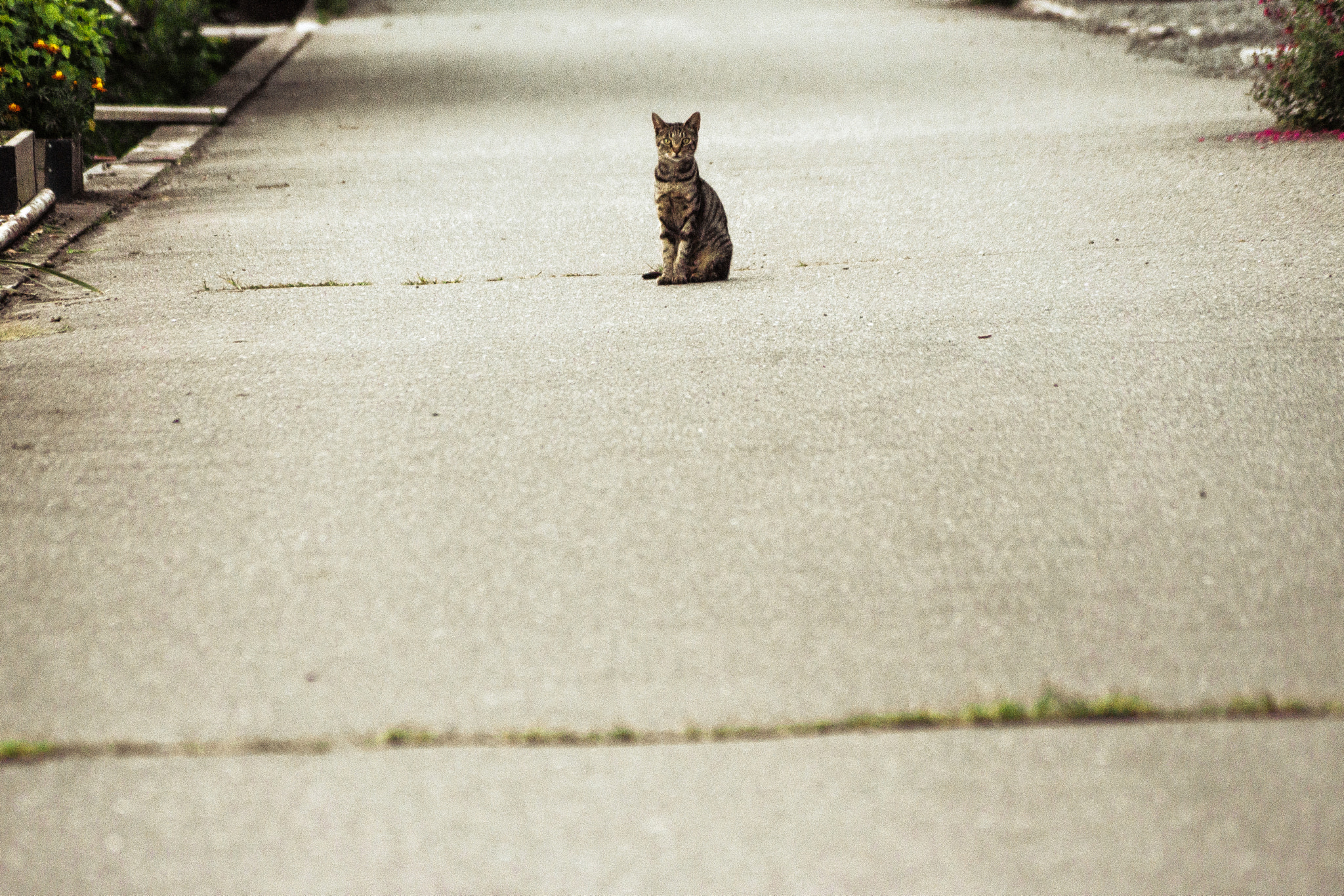 Sony DT 55-200mm F4-5.6 SAM sample photo. A cat photography