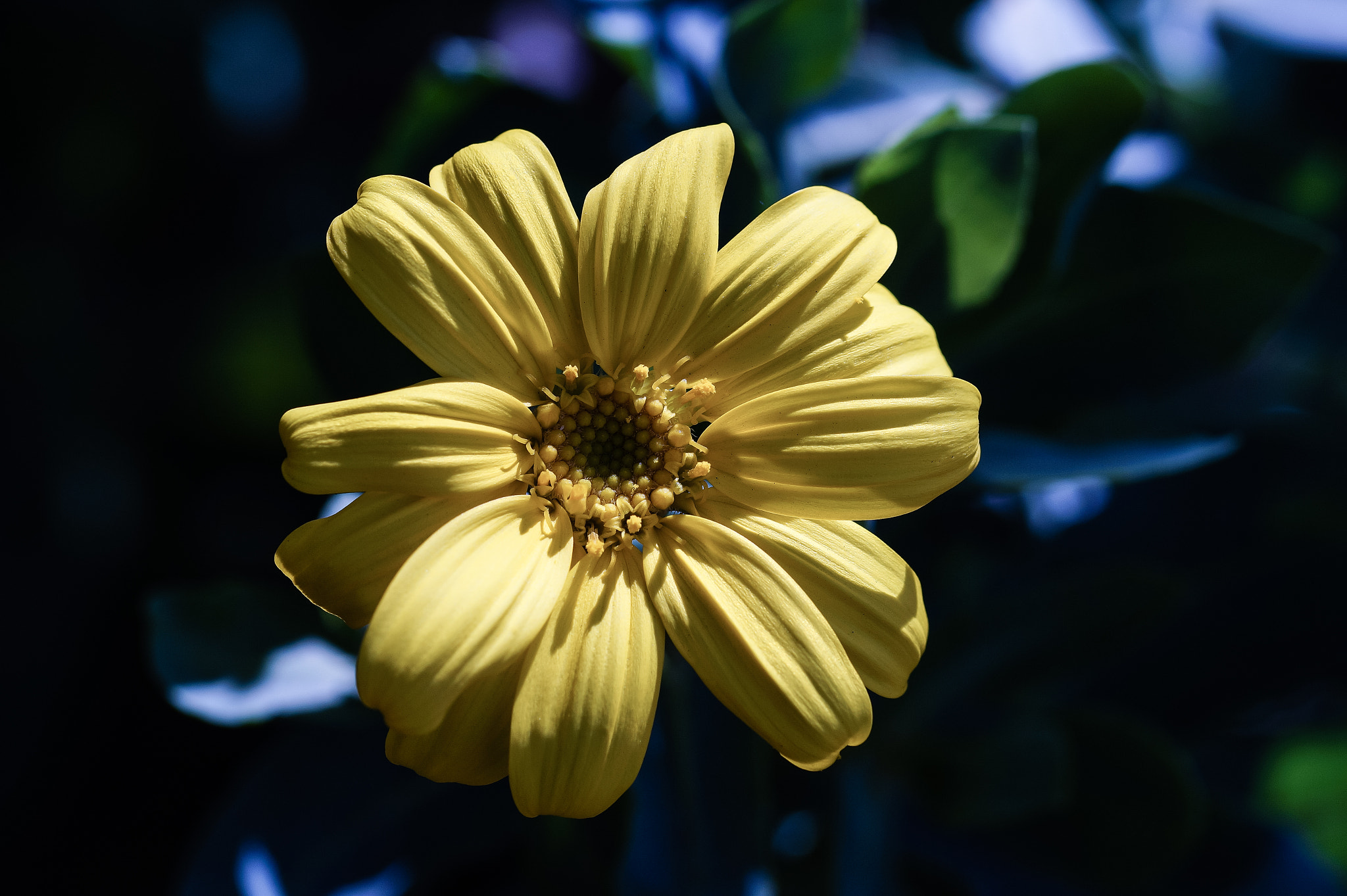 Sony SLT-A58 + 105mm F2.8 sample photo. Abg_20160806_07 photography