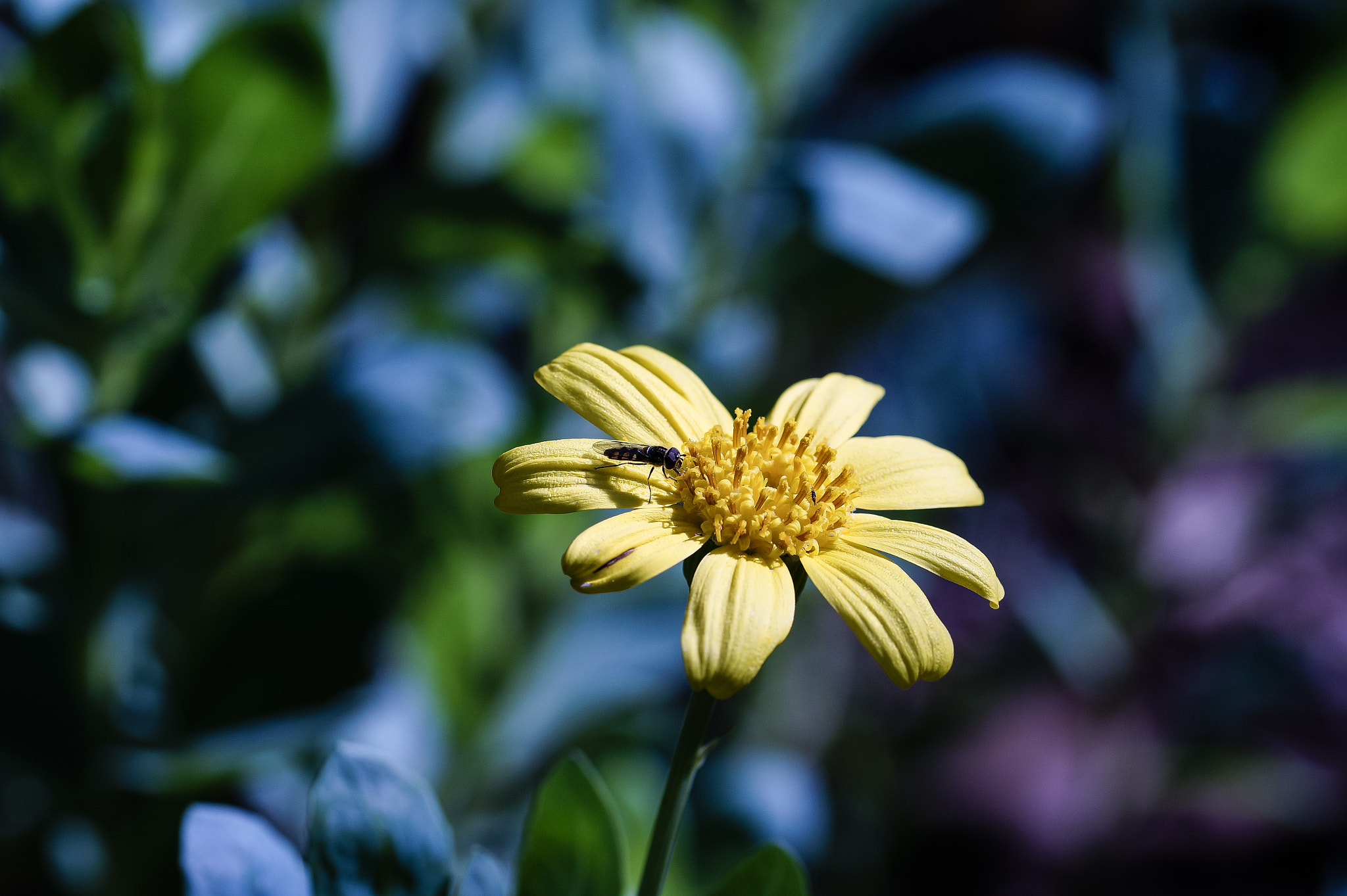 Sony SLT-A58 + 105mm F2.8 sample photo. Abg_20160806_09 photography