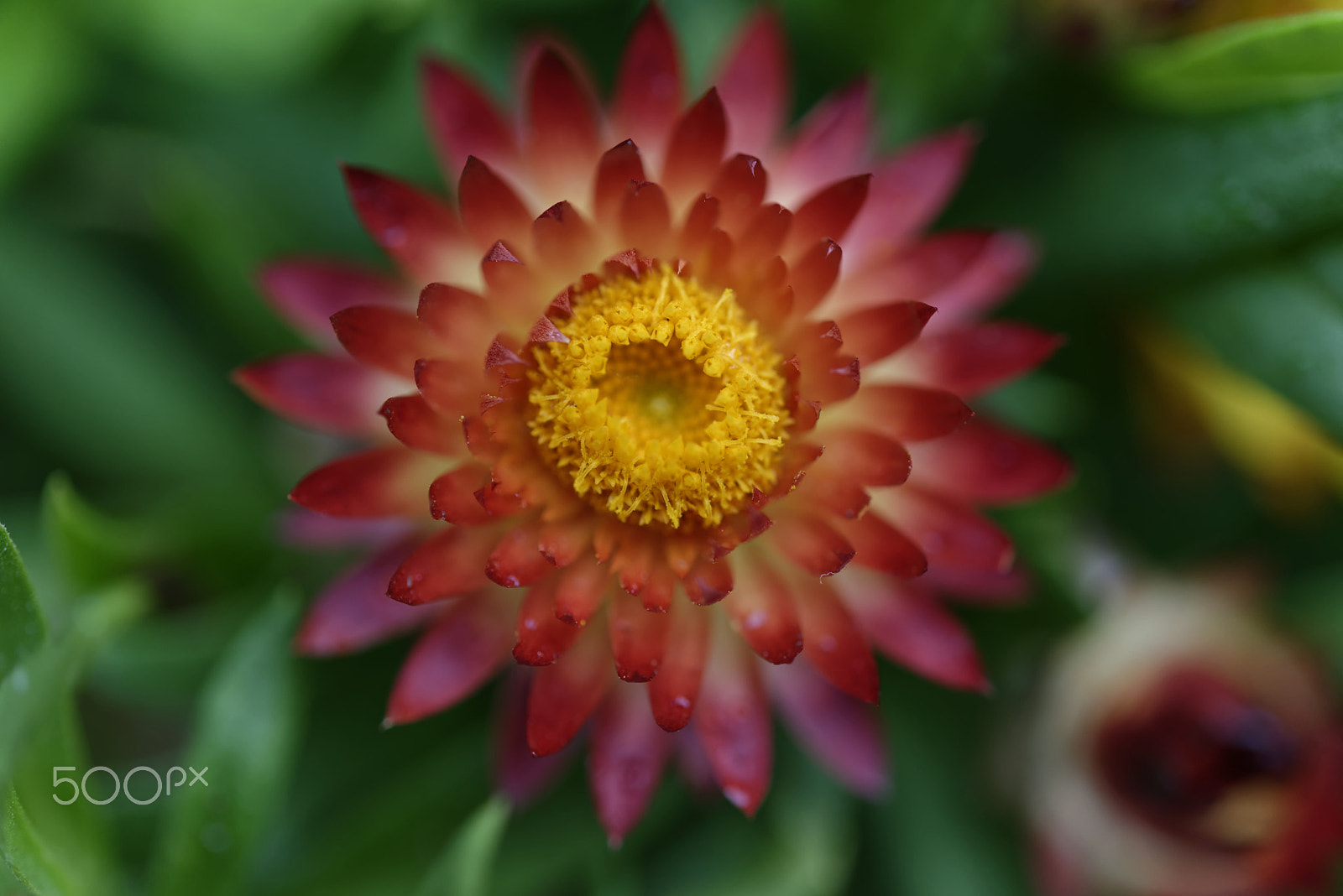 Nikon AF-S Micro-Nikkor 60mm F2.8G ED sample photo. Red flower photography
