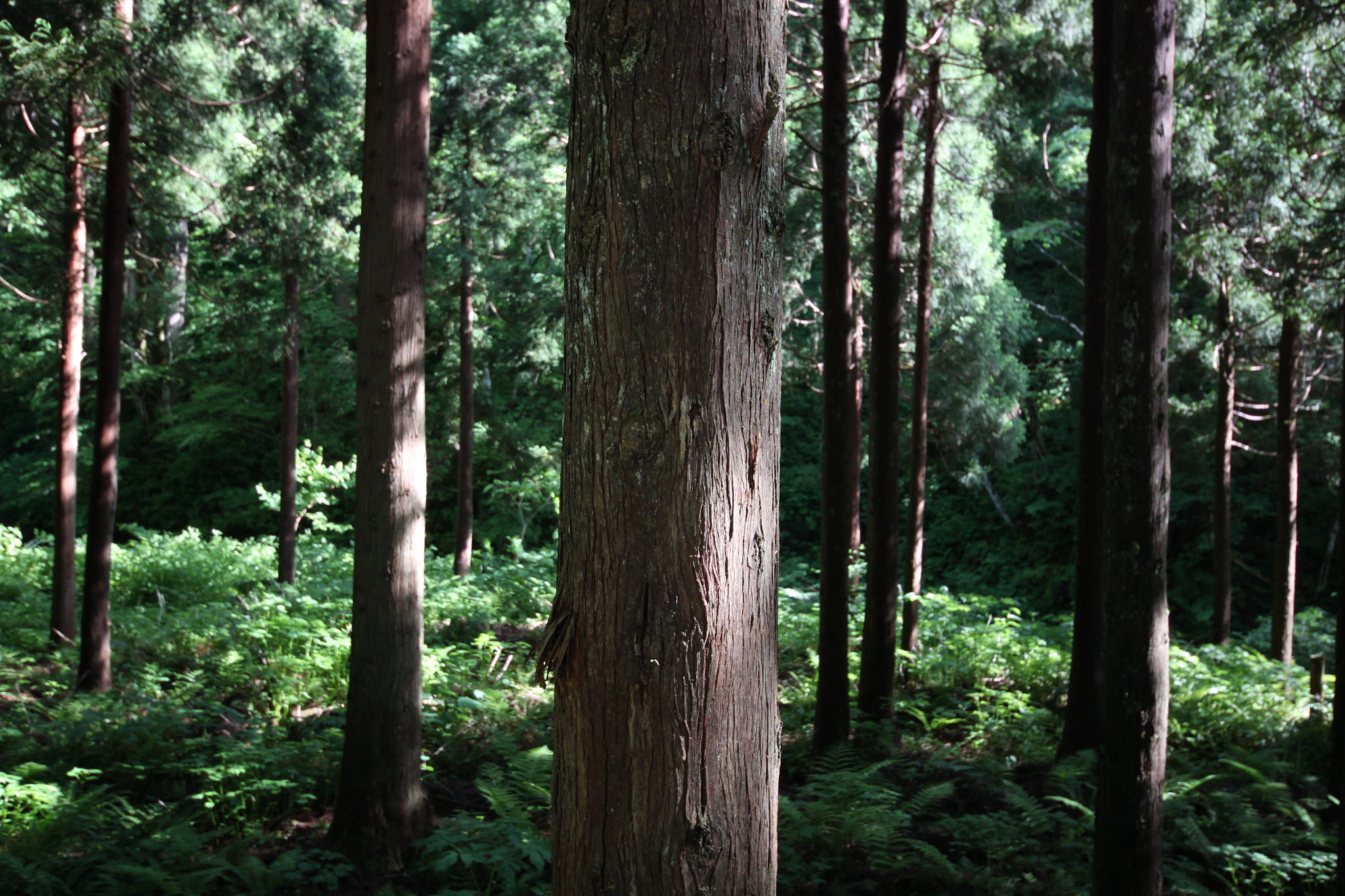 Canon EOS 500D (EOS Rebel T1i / EOS Kiss X3) sample photo. Tree photography