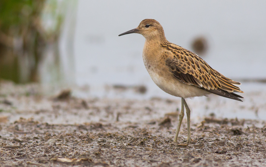Canon EOS-1D Mark IV sample photo. Ruff photography