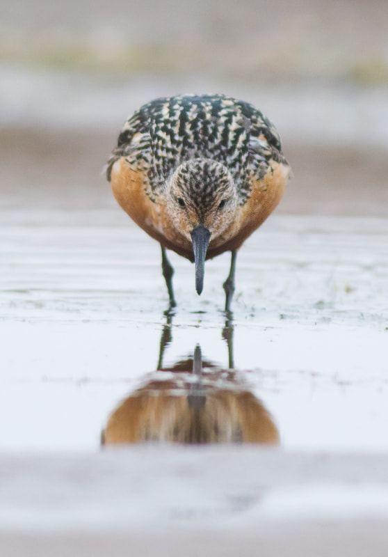 Canon EOS-1D Mark IV + Canon EF 400mm F5.6L USM sample photo. Red knot photography