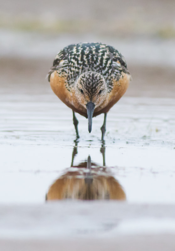 Canon EOS-1D Mark IV sample photo. Red knot photography