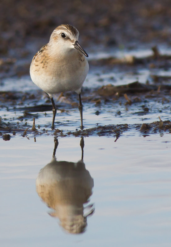 Canon EOS-1D Mark IV sample photo. Little stint photography