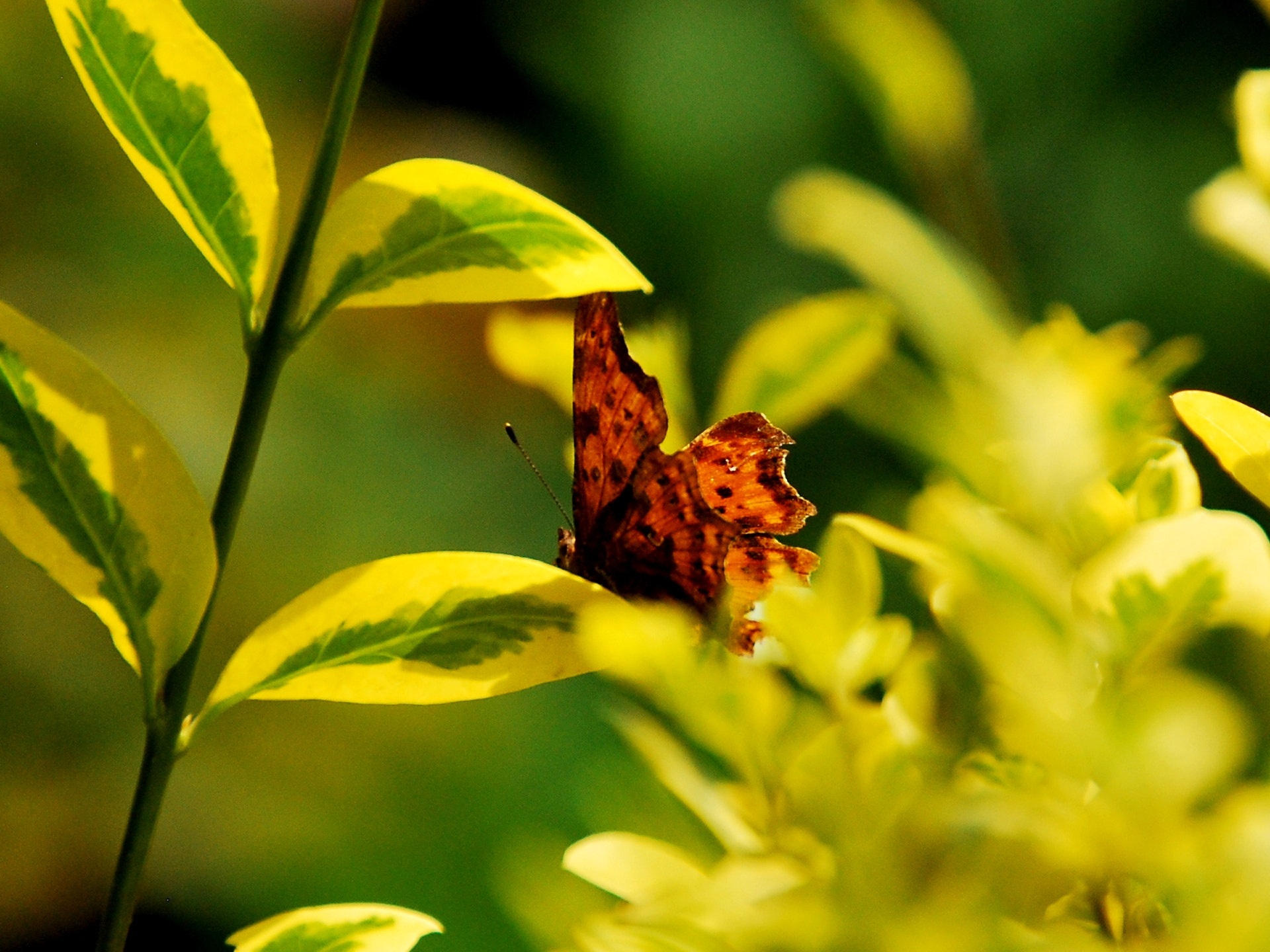 Nikon D60 sample photo. Resting on leaf photography