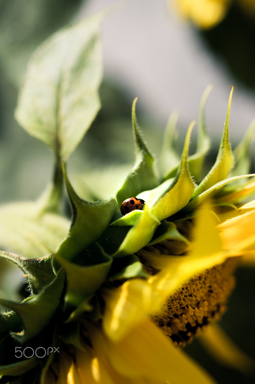 Sony a99 II + Sony 100mm F2.8 Macro sample photo. Ladybug photography