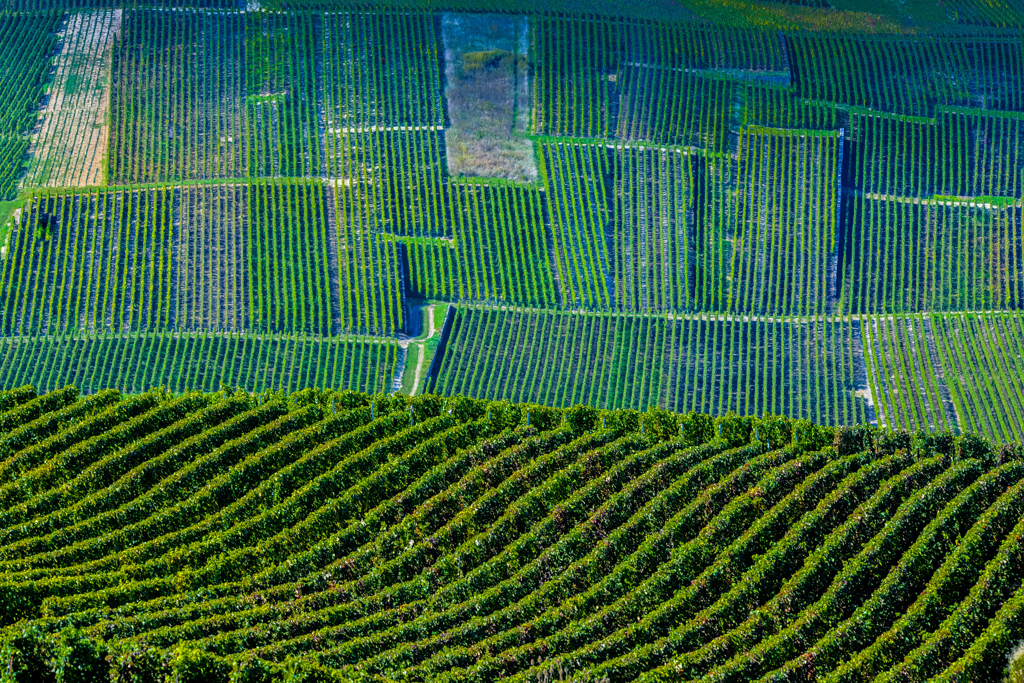 Nikon D800E + Nikon AF-S Nikkor 300mm F2.8G ED VR II sample photo. Champagne vineyards mancy in marne department, france photography