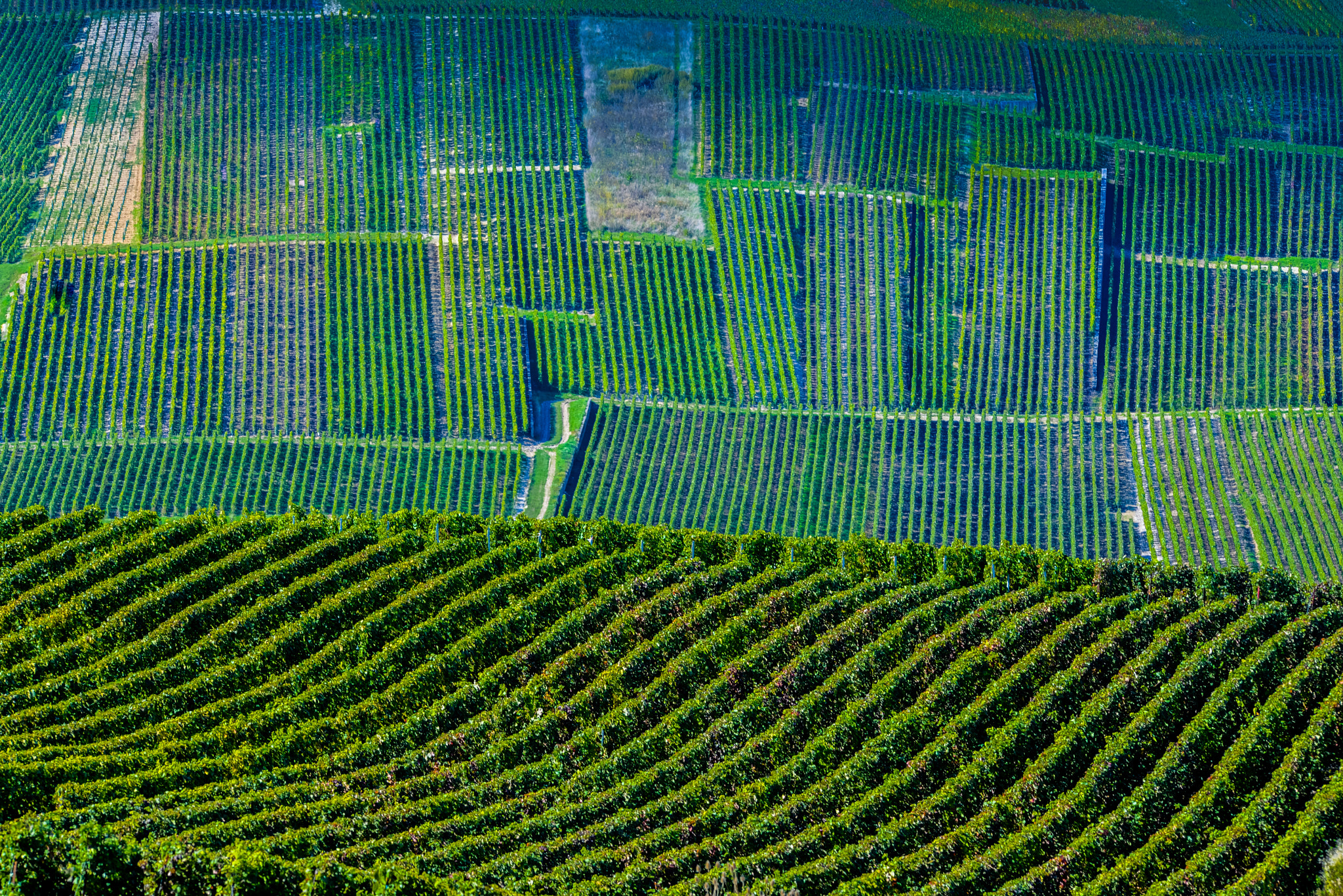 Nikon AF-S Nikkor 300mm F2.8G ED VR II sample photo. Champagne vineyards mancy in marne department, france photography