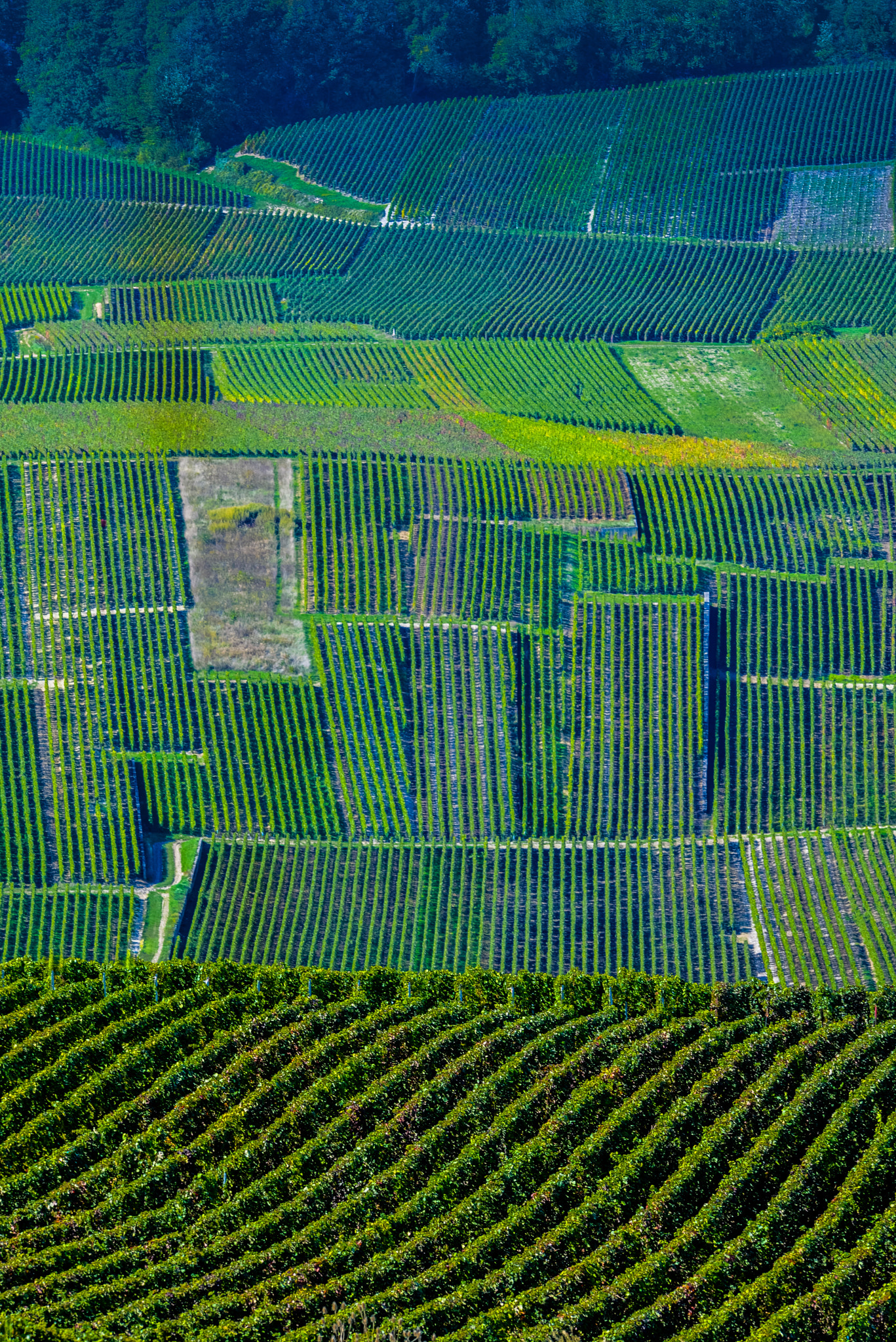 Nikon AF-S Nikkor 300mm F2.8G ED VR II sample photo. Champagne vineyards mancy in marne department, france photography
