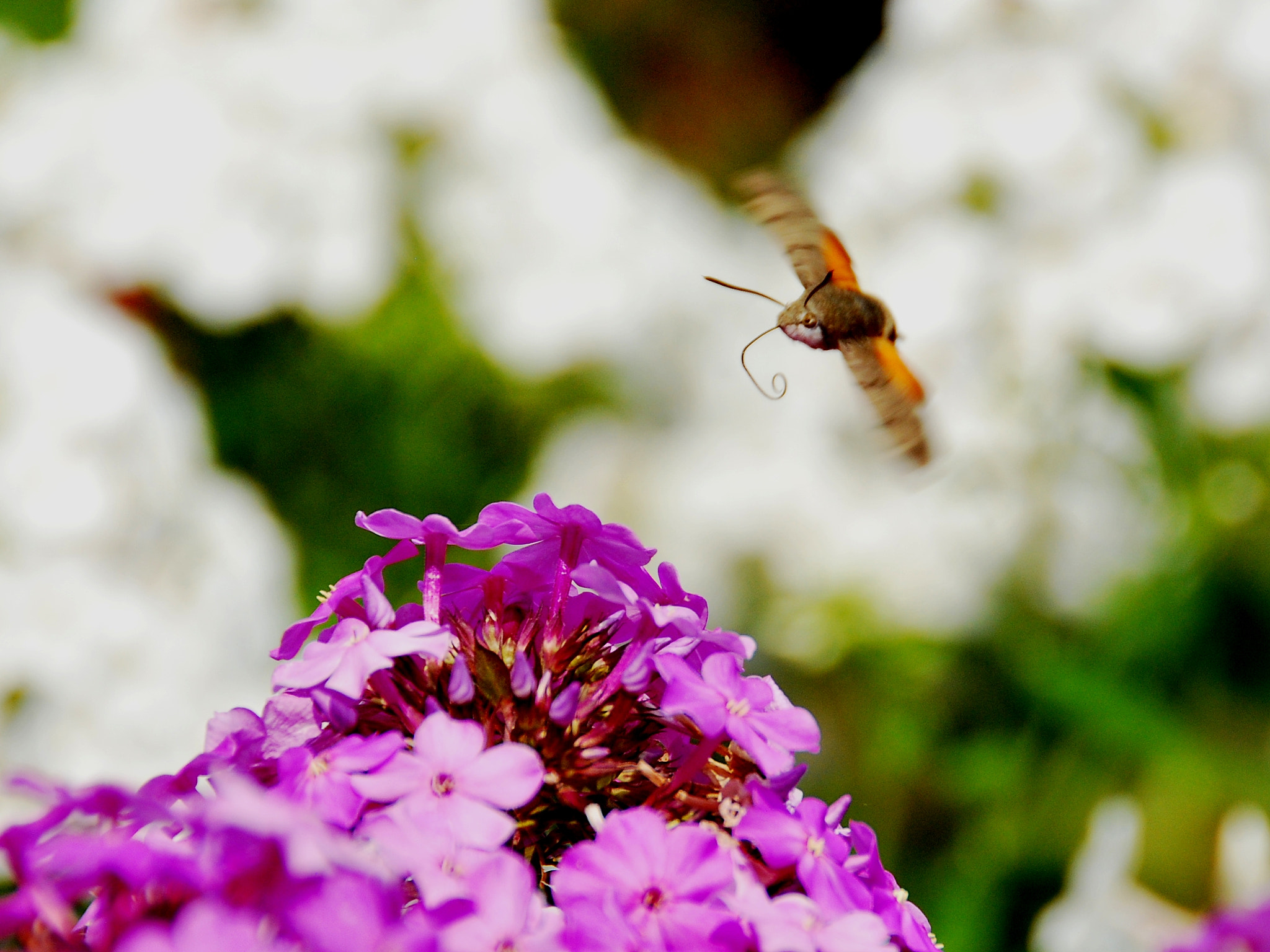 Nikon D60 sample photo. Flight photography