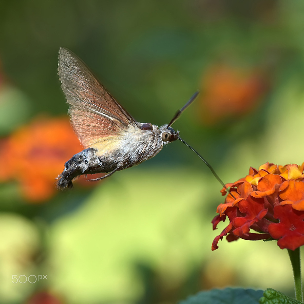 FSA-L2, EDG 65, 800mm F13 G sample photo. Hummingbird hawk moth su lantana photography