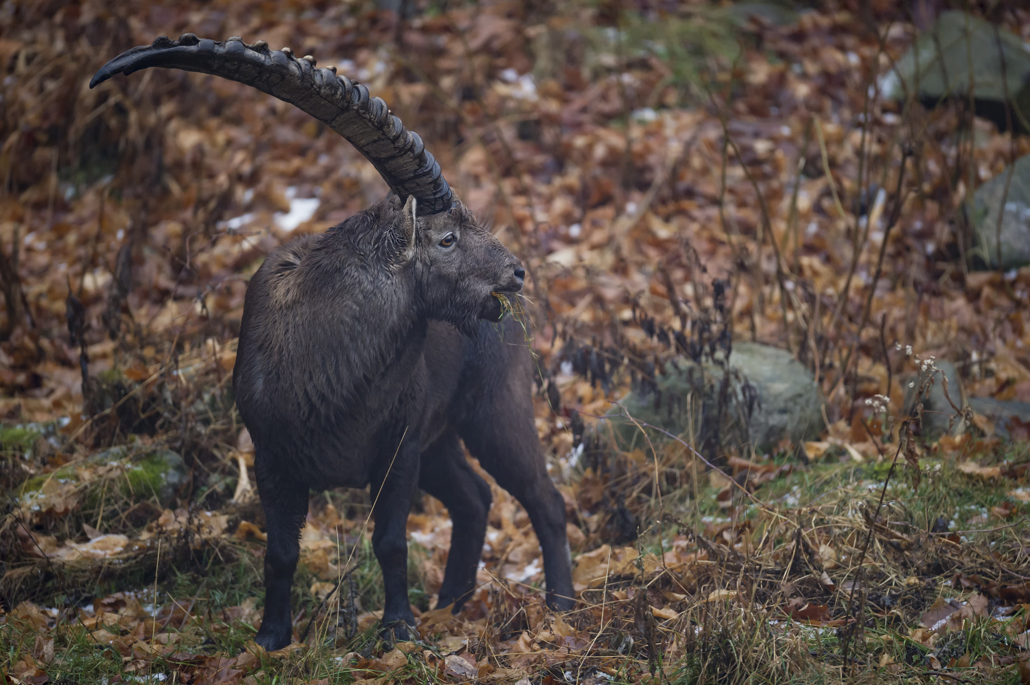 Nikon AF-S Nikkor 400mm F2.8G ED VR II sample photo. An ibex... photography
