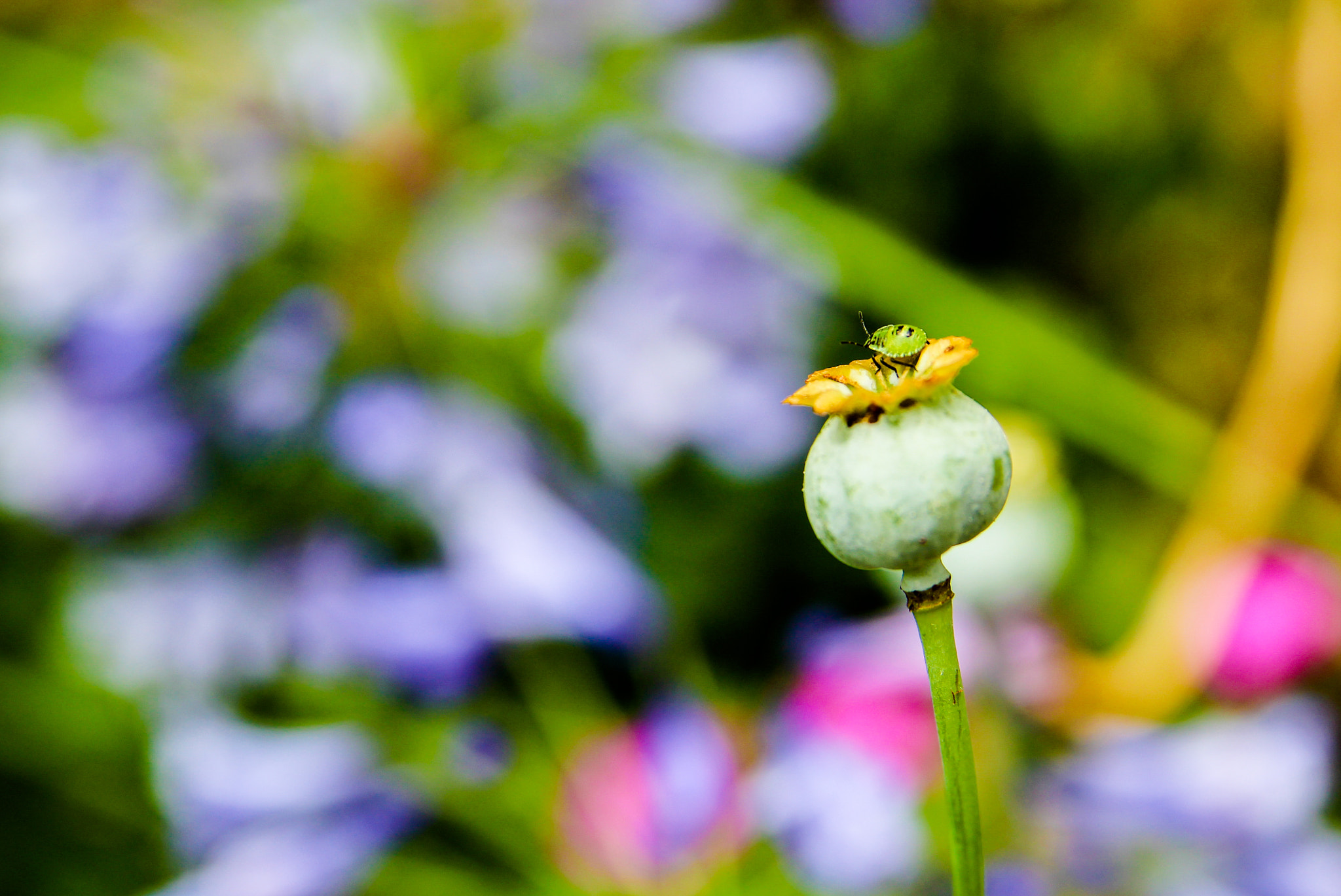 Canon EOS 1200D (EOS Rebel T5 / EOS Kiss X70 / EOS Hi) + Sigma 18-50mm f/2.8 Macro sample photo. Little green bug photography