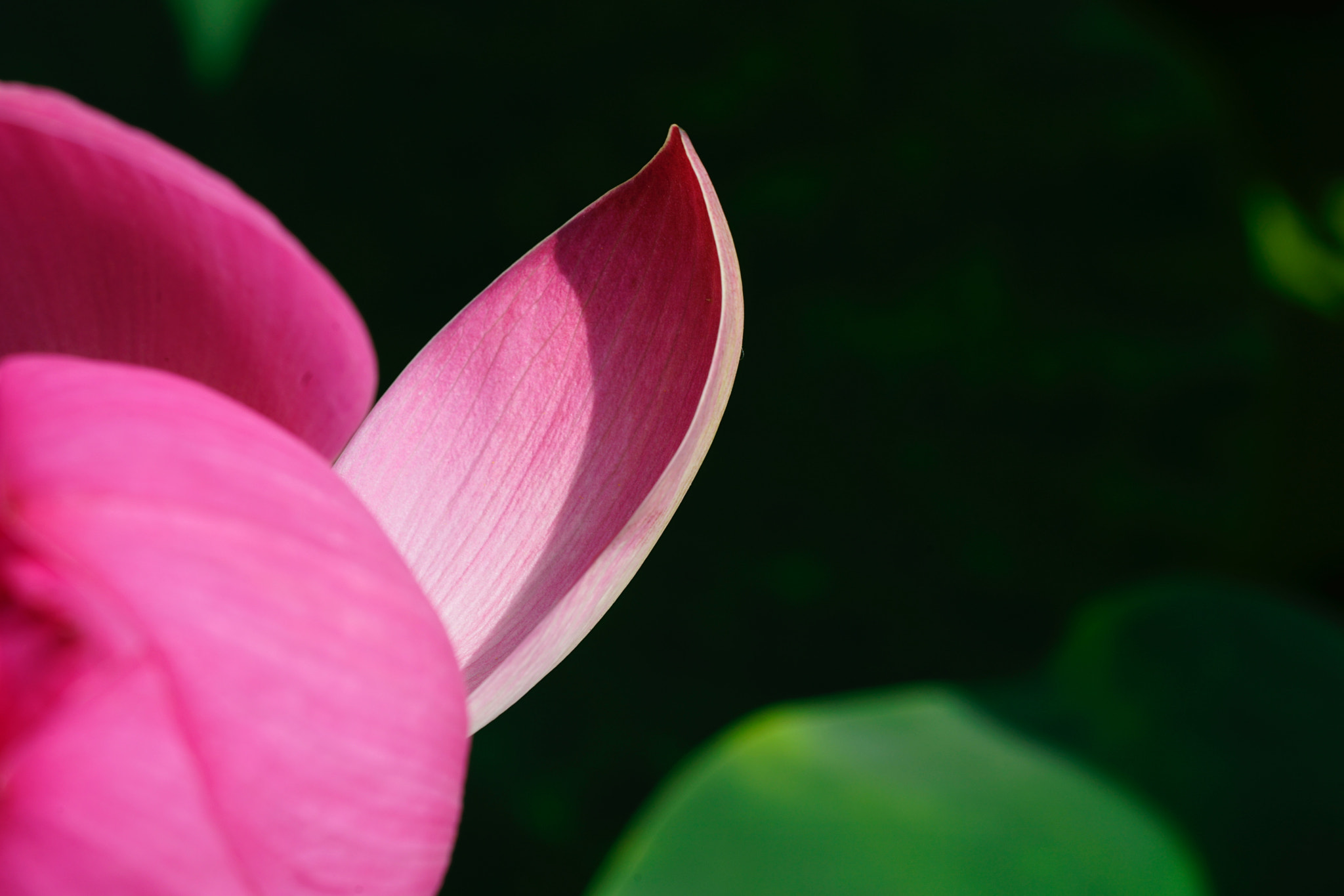Sony a7 II + Sony FE 90mm F2.8 Macro G OSS sample photo. 探… photography