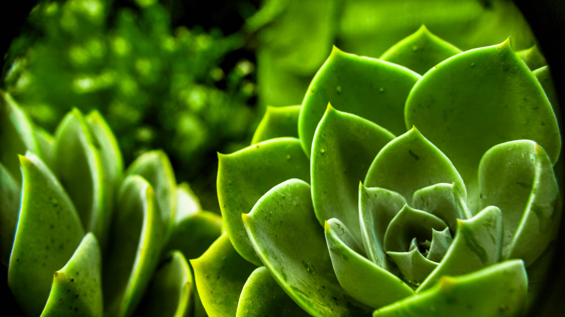 Sony SLT-A35 + Sony DT 18-55mm F3.5-5.6 SAM sample photo. Green succulent maco photography