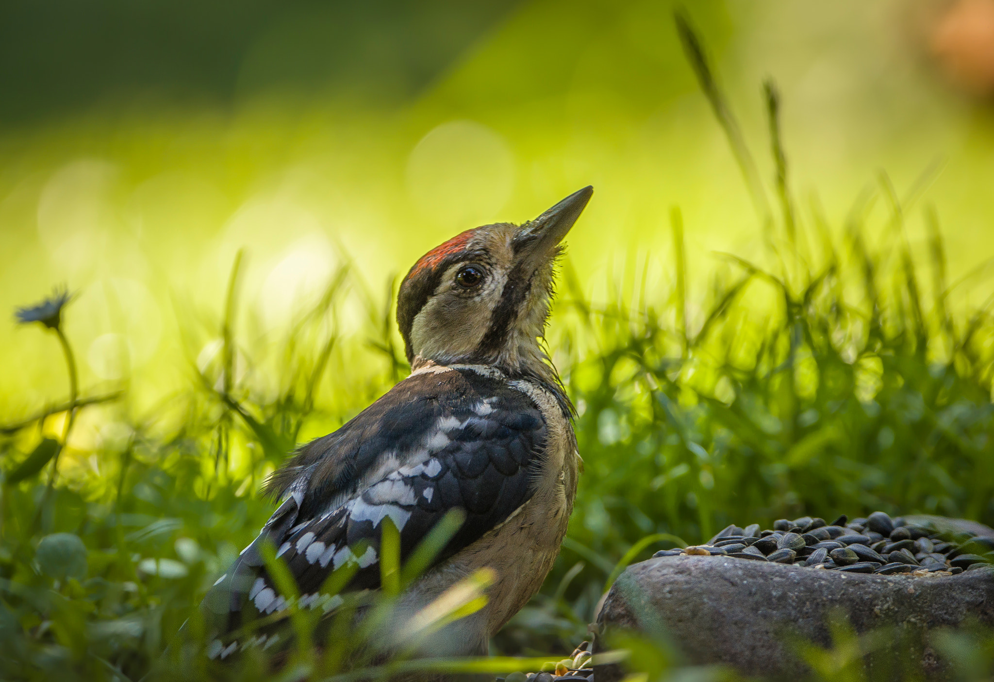 Sigma 150-600mm F5-6.3 DG OS HSM | C sample photo. Woodpecker photography