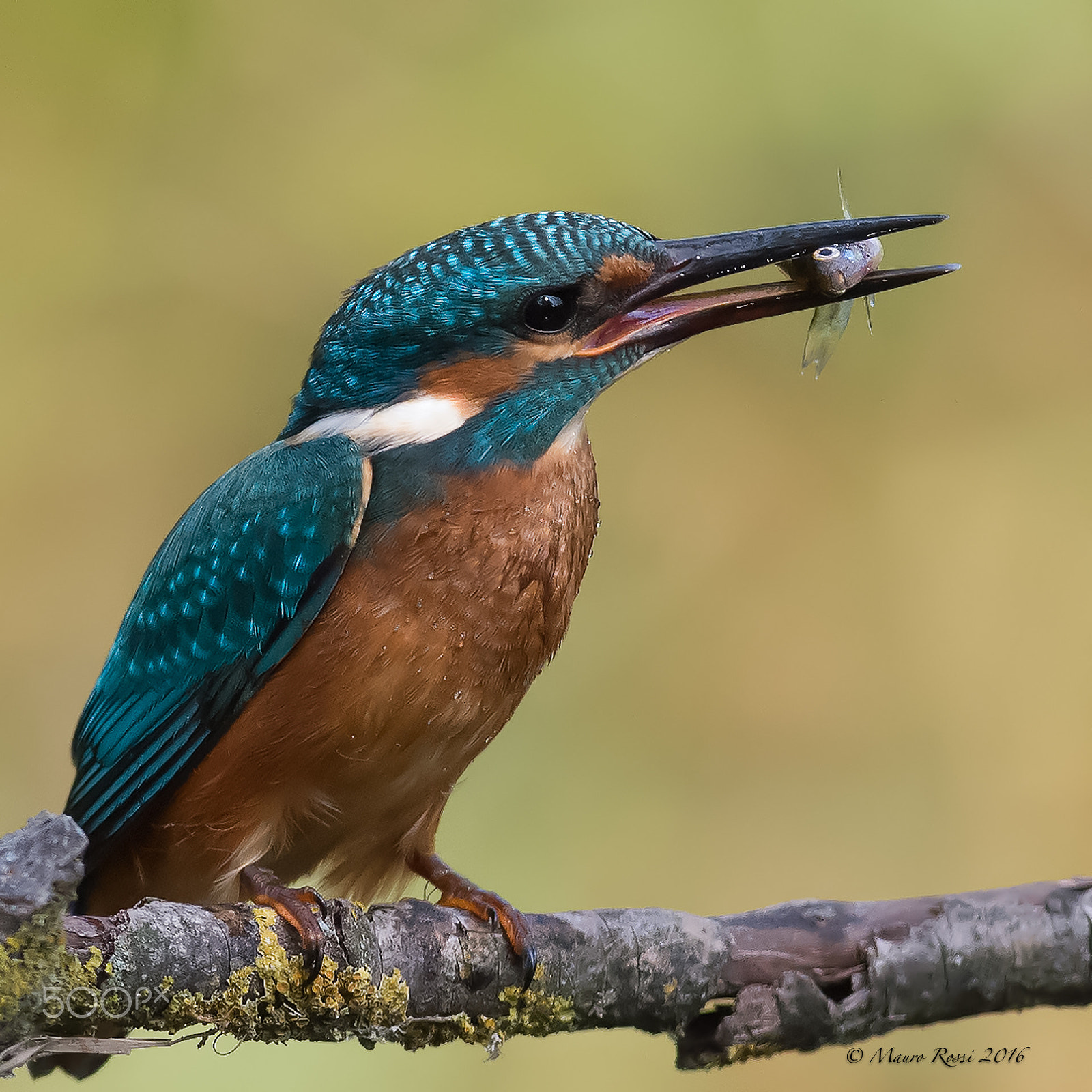 Nikon AF-S Nikkor 300mm F2.8G ED VR II sample photo. Kingfisher photography