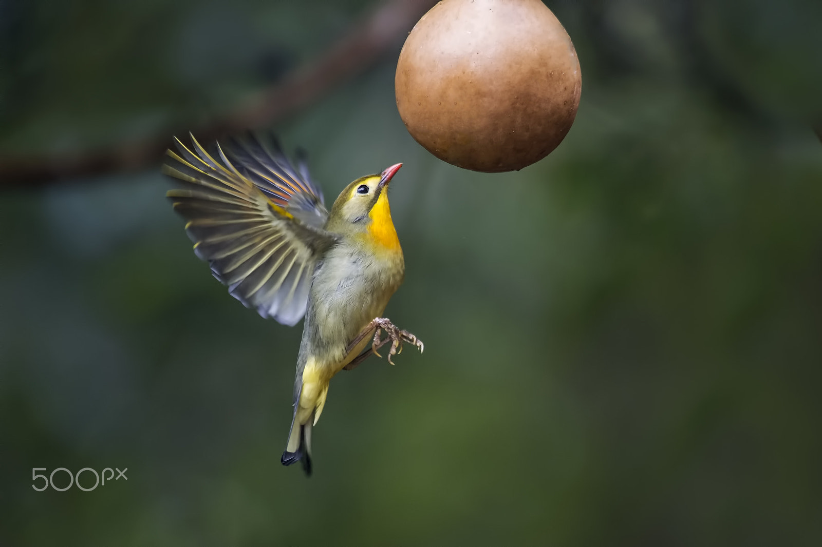 Nikon AF-S Nikkor 400mm F2.8G ED VR II sample photo. Red billed leiothrix photography