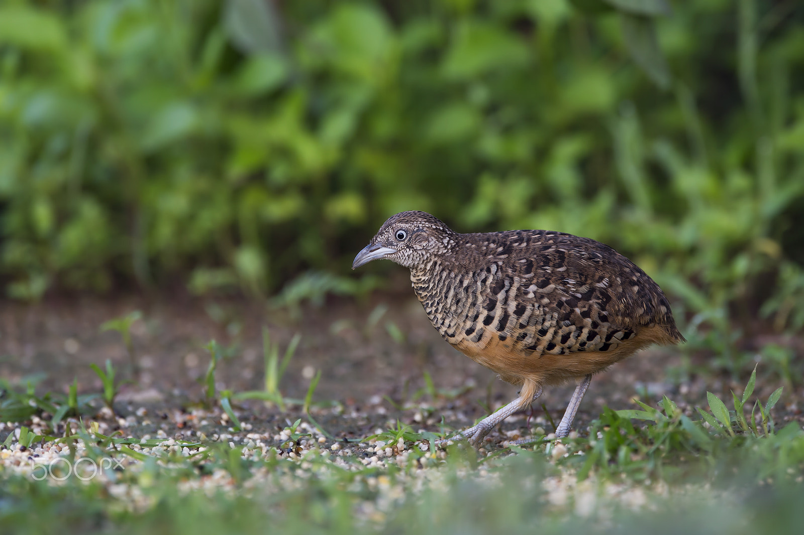 Nikon AF-S Nikkor 600mm F4E FL ED VR sample photo. Barred buttonquail (m) photography