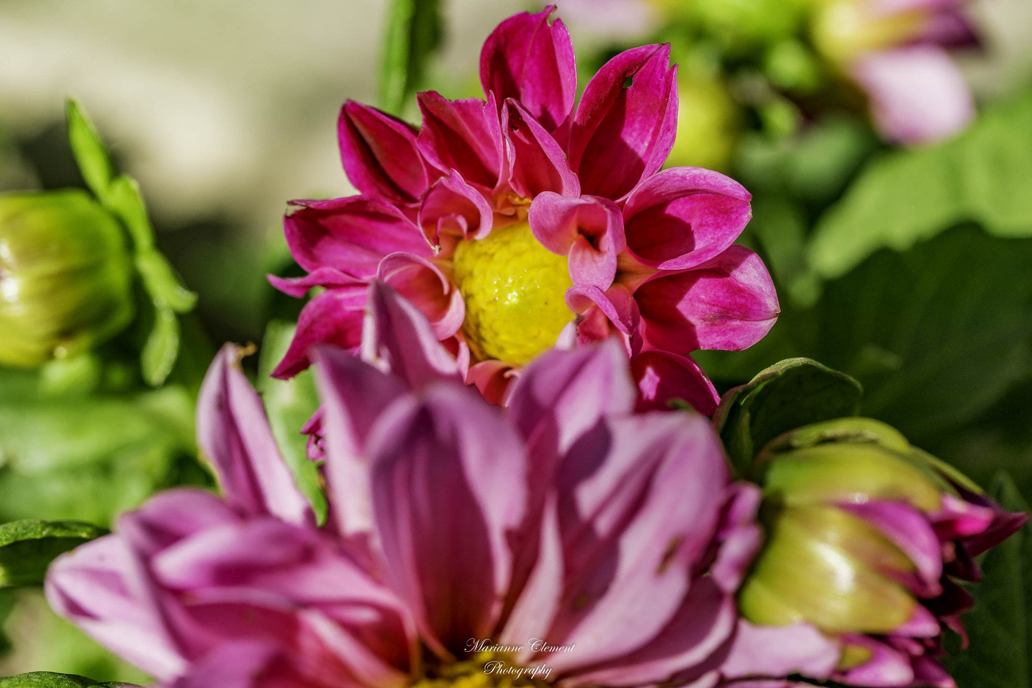 Canon EF-S 60mm F2.8 Macro USM sample photo. Hey i am back here photography