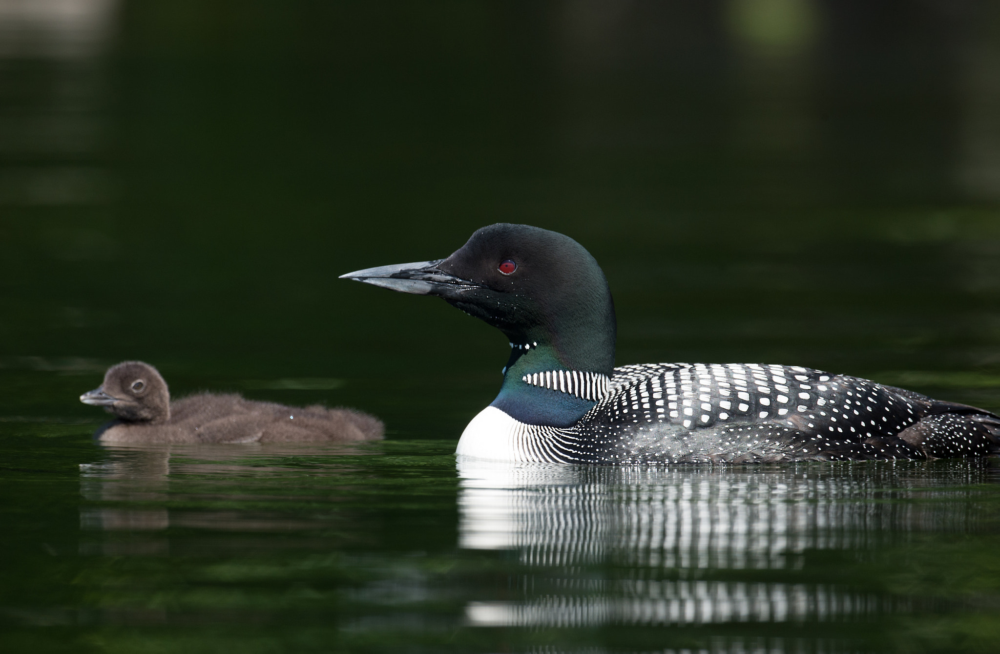 Nikon AF-S Nikkor 800mm F5.6E FL ED VR sample photo. Plongeon huard, gavia immer, great northern loon photography