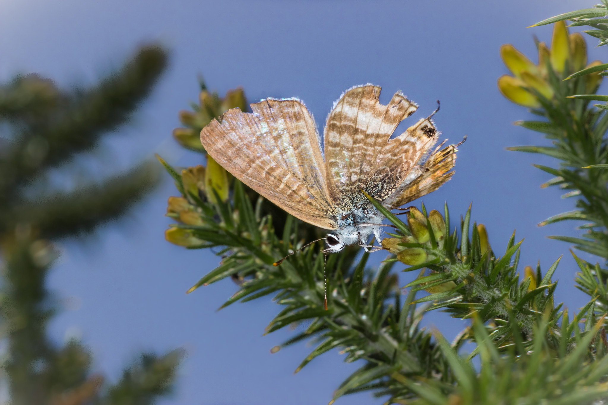 Canon EOS 600D (Rebel EOS T3i / EOS Kiss X5) + Tamron SP AF 90mm F2.8 Di Macro sample photo. Butterfly leap photography